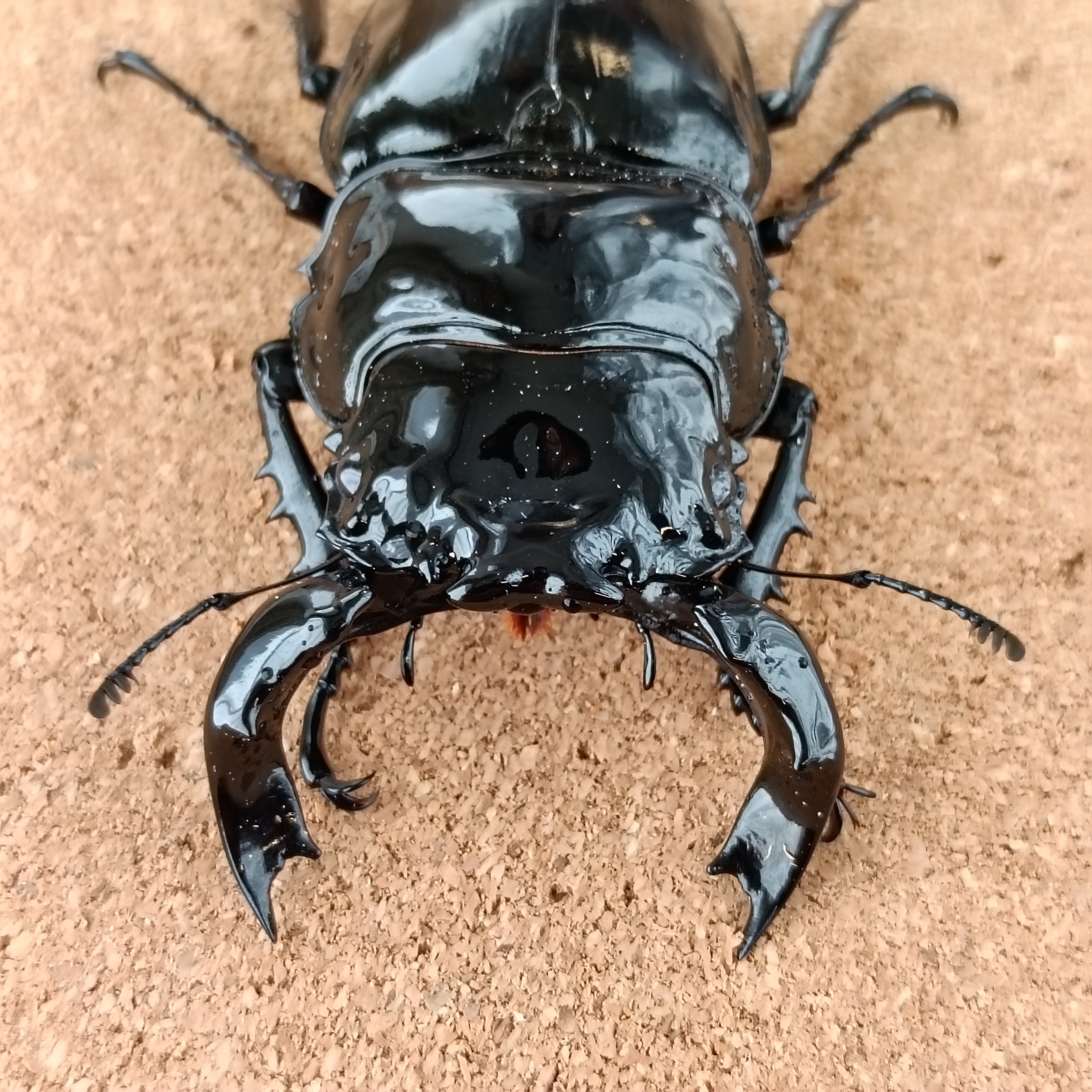 (問い合わせ中)タランドゥス♀53㎜　種付け未使用 タランドゥスオオツヤクワガタ ♂ 84.2mm、♀54.0mm | カブクワ