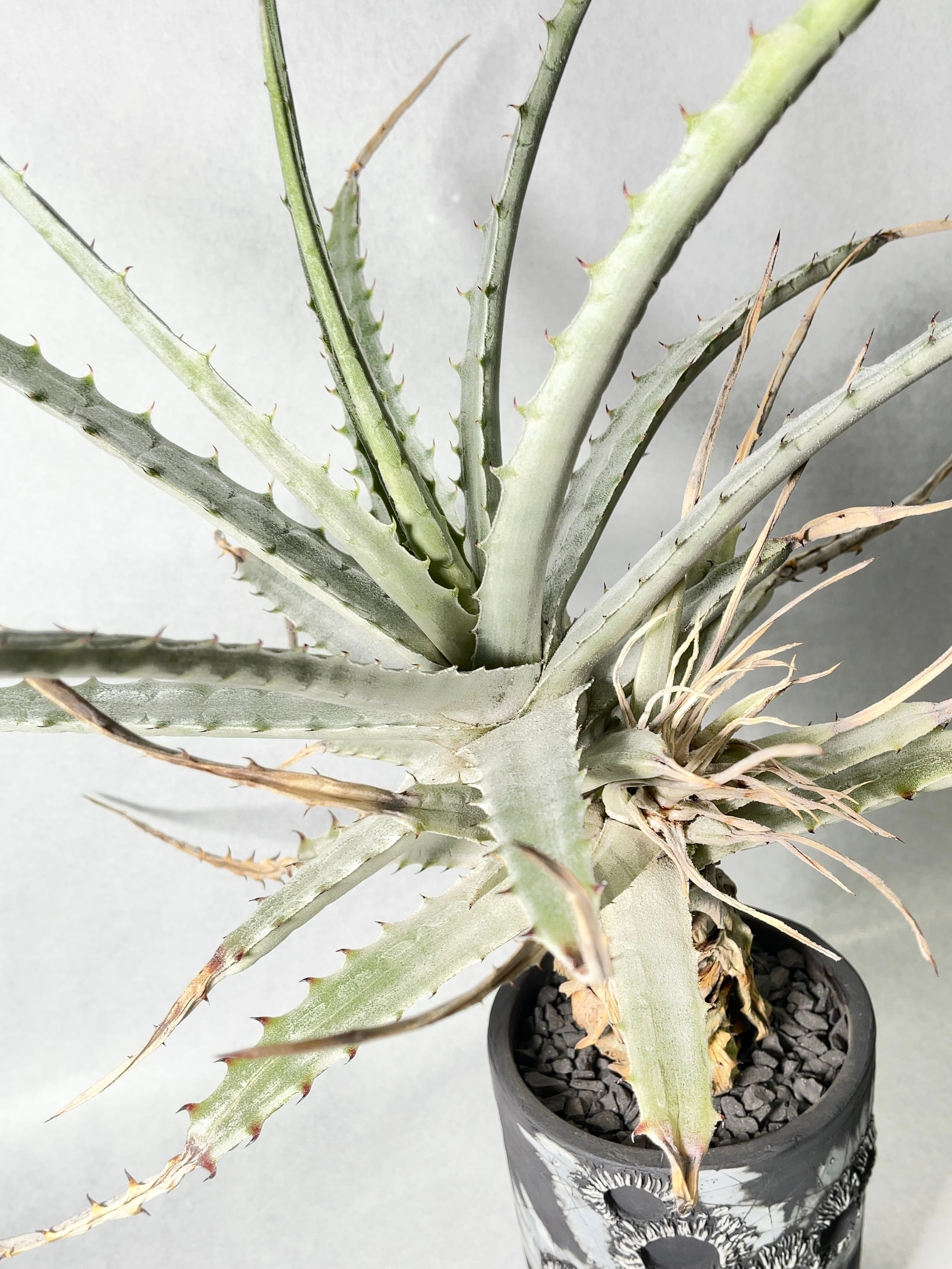 タグ付き ヘクチア Hechtia 'All Red' ⑵ ヘクチア・ステノペタラ | trigger