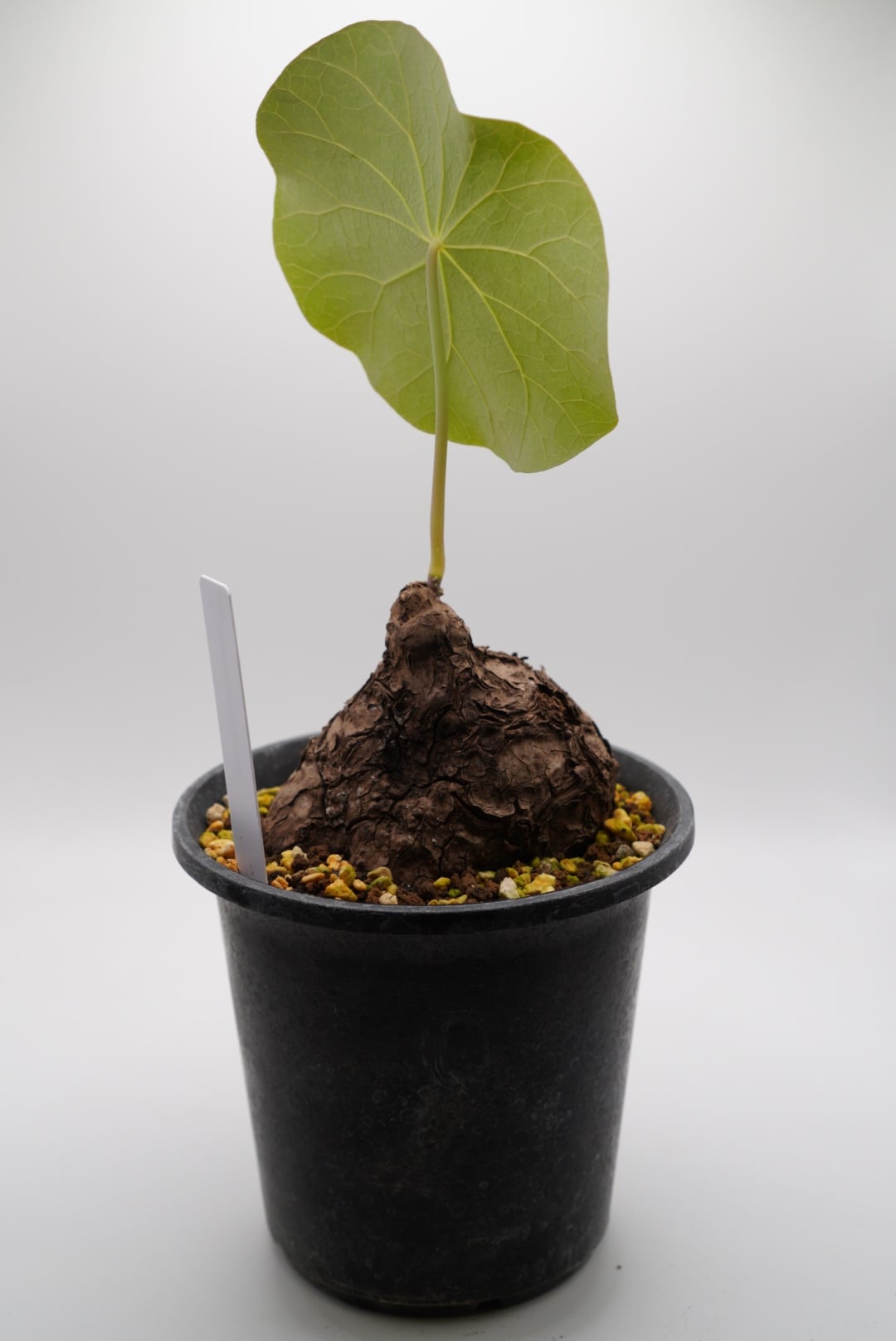 発根済 ステファニア　カウィーサキー　塊根植物 発根済、鉢付き】ステファニア カウィーサキー 【公式通販】