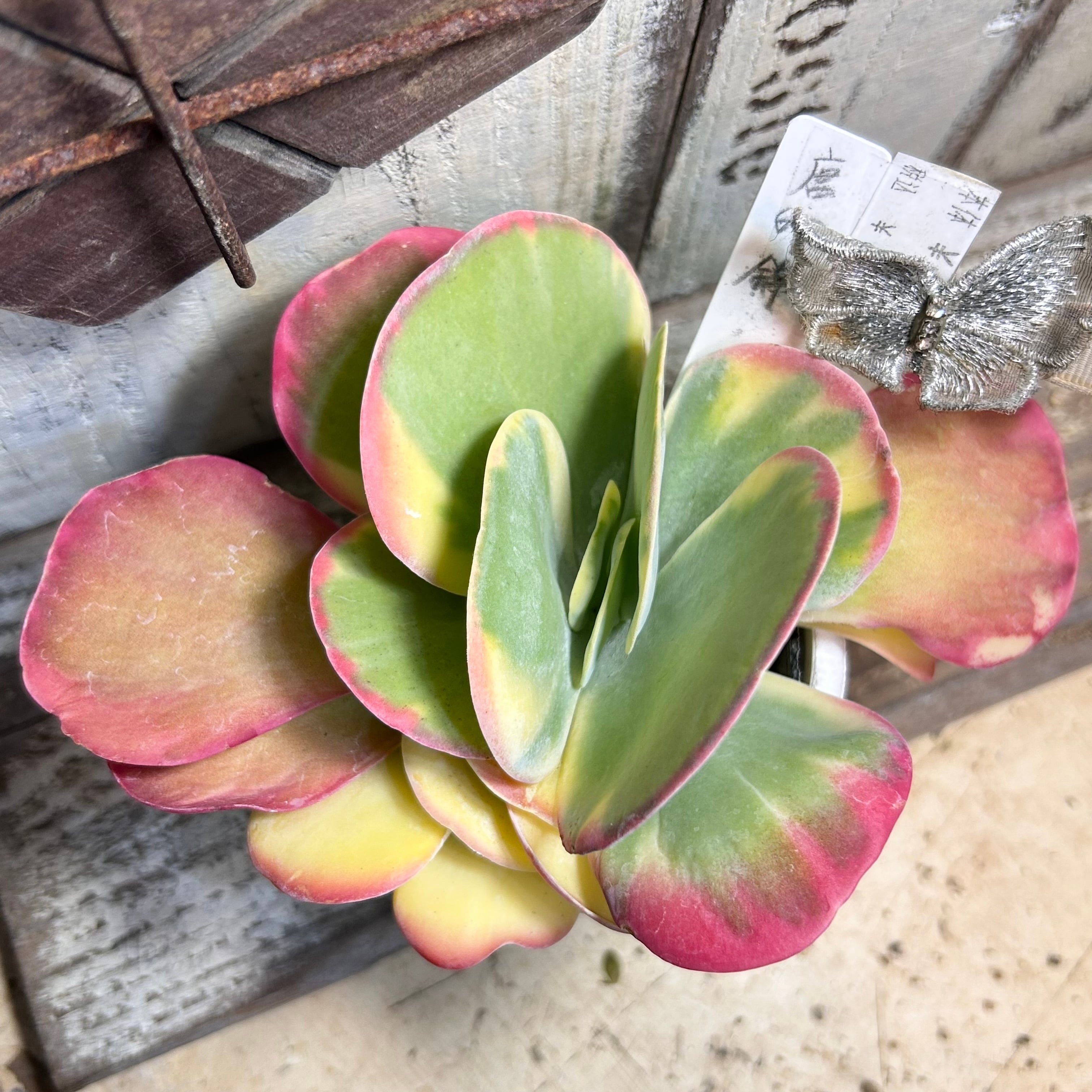 錦 | RuPo 多肉植物専門店