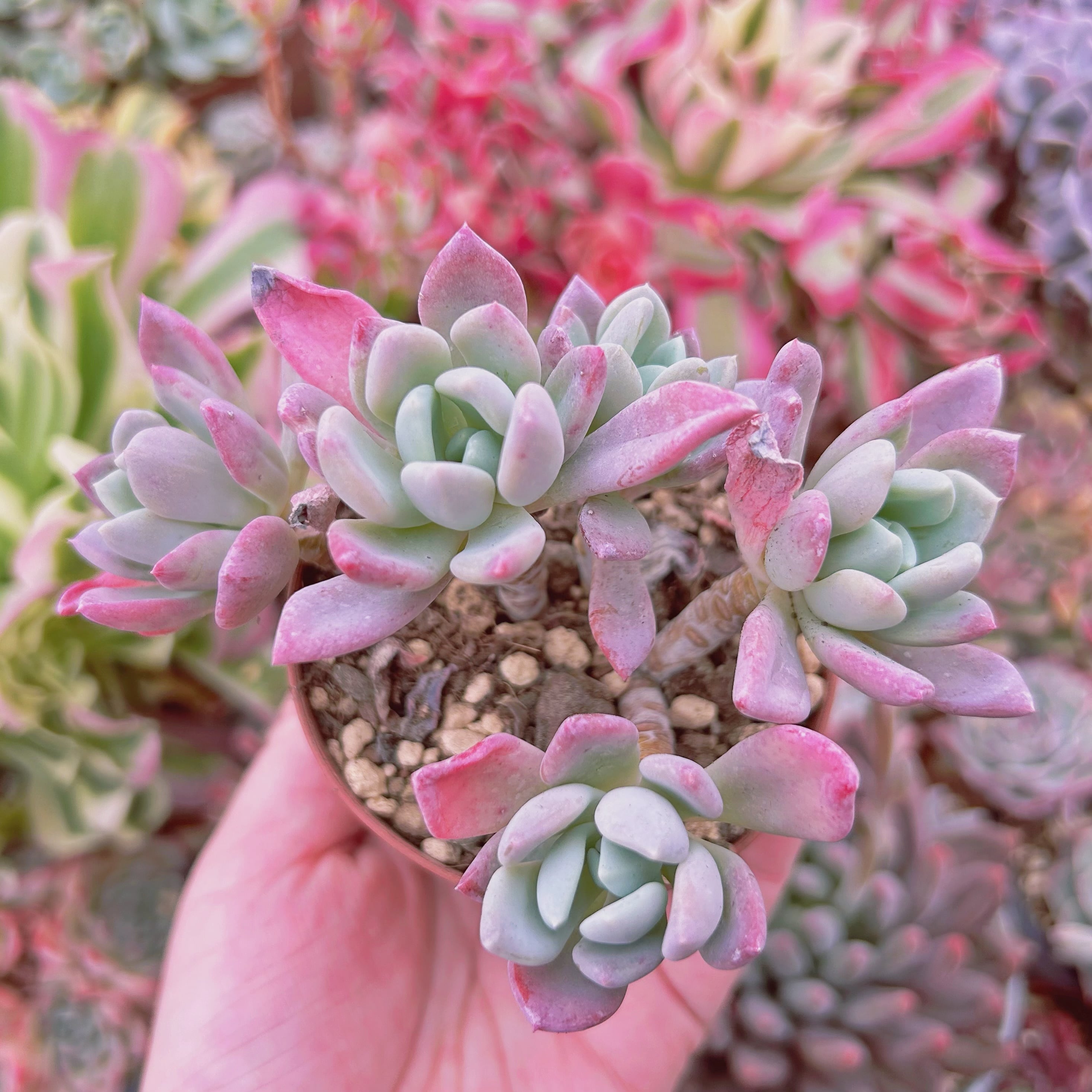 061現物 多肉植物 scheideckeri スカイデッケリ 抜き苗 | るる農園