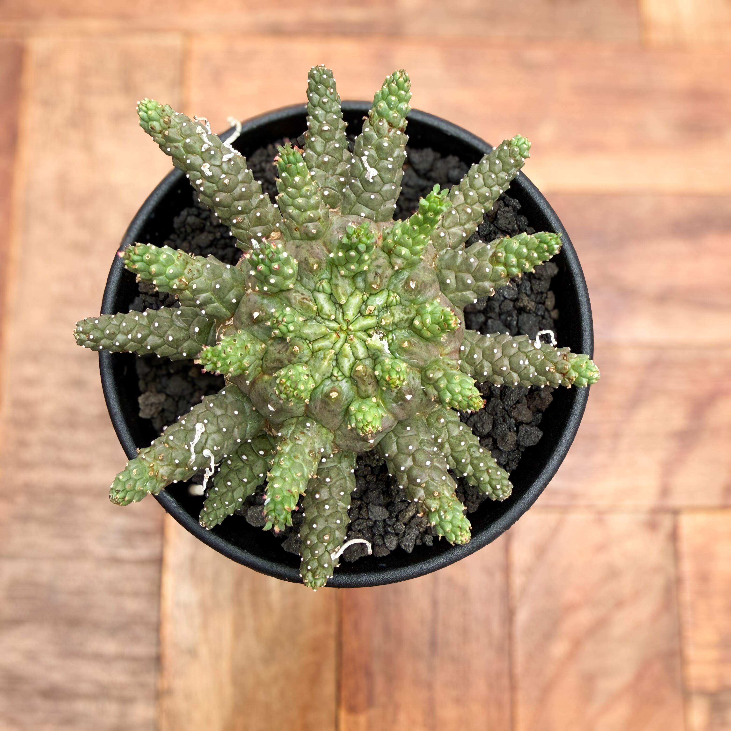 Euphorbia gamkensis 【ユーフォルビア・ガムケンシス】 | RIMO'S