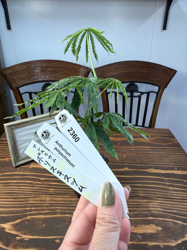 ★2360 アンスリウム　ポリスキスツム（3号ポット）