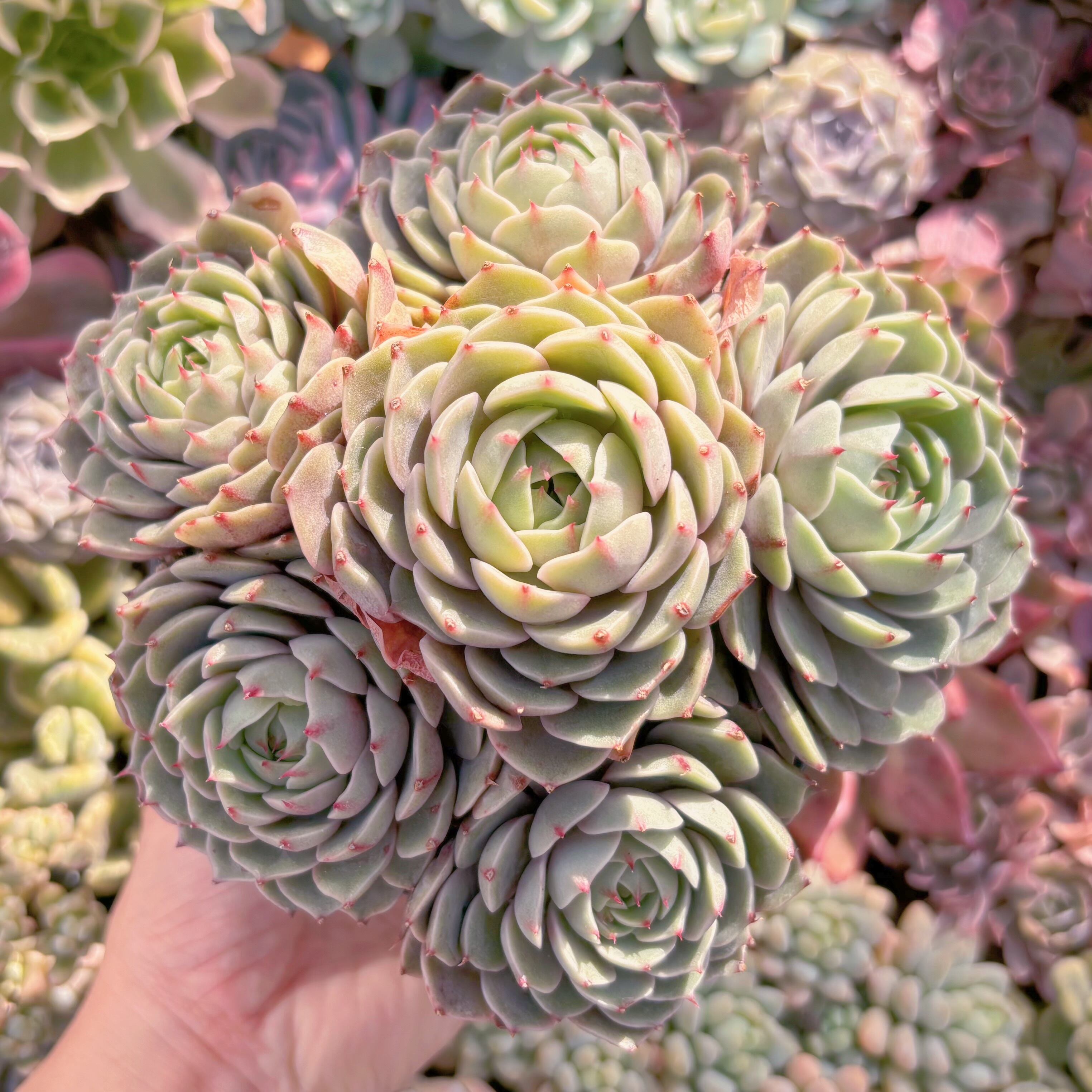 現品　ベンバディス#549　特大群生　新入荷　るる農園