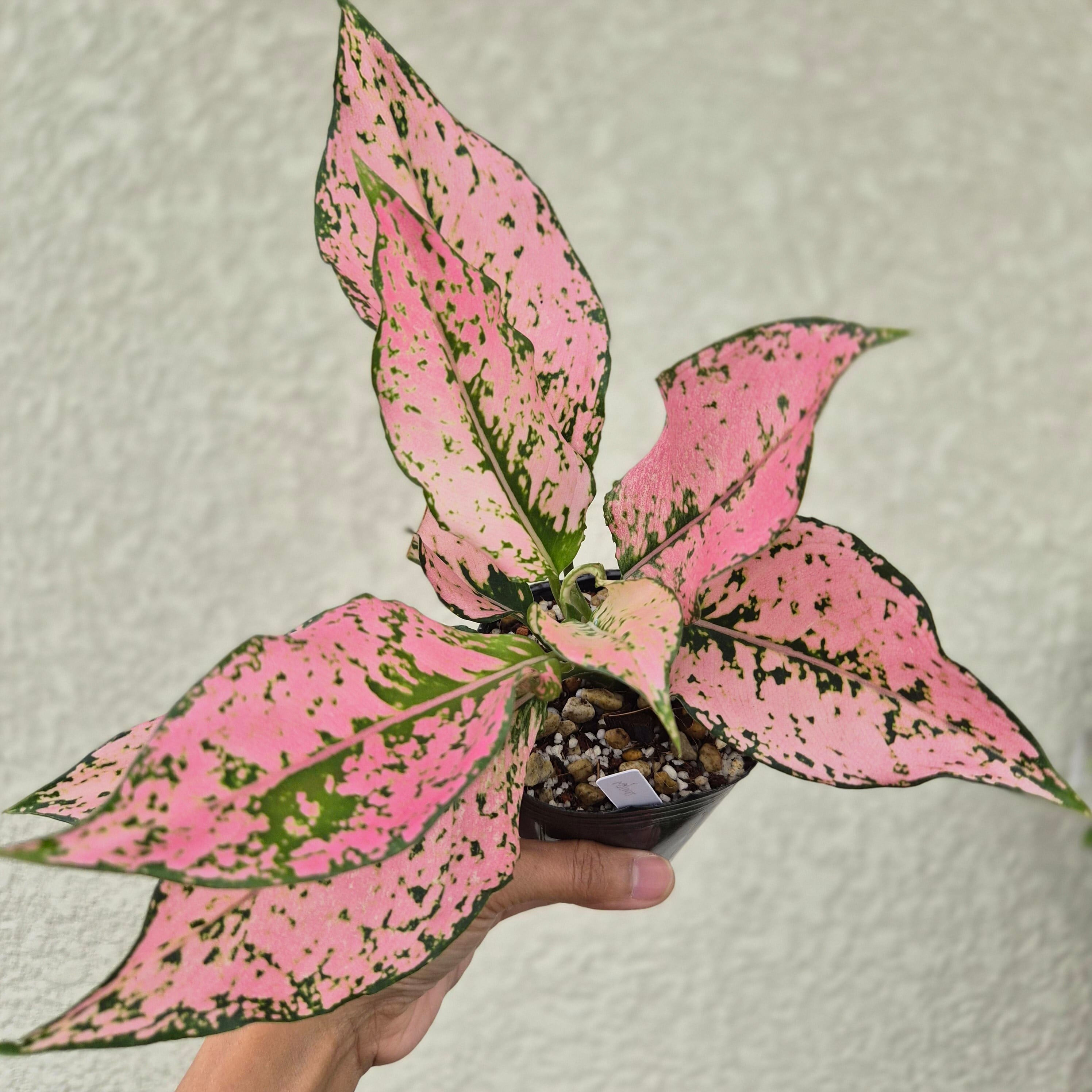 ②《Aglaonema Tri-Petch Pink》アグラオネマ トリペッチ ピンク 観葉植物 /ポット発送