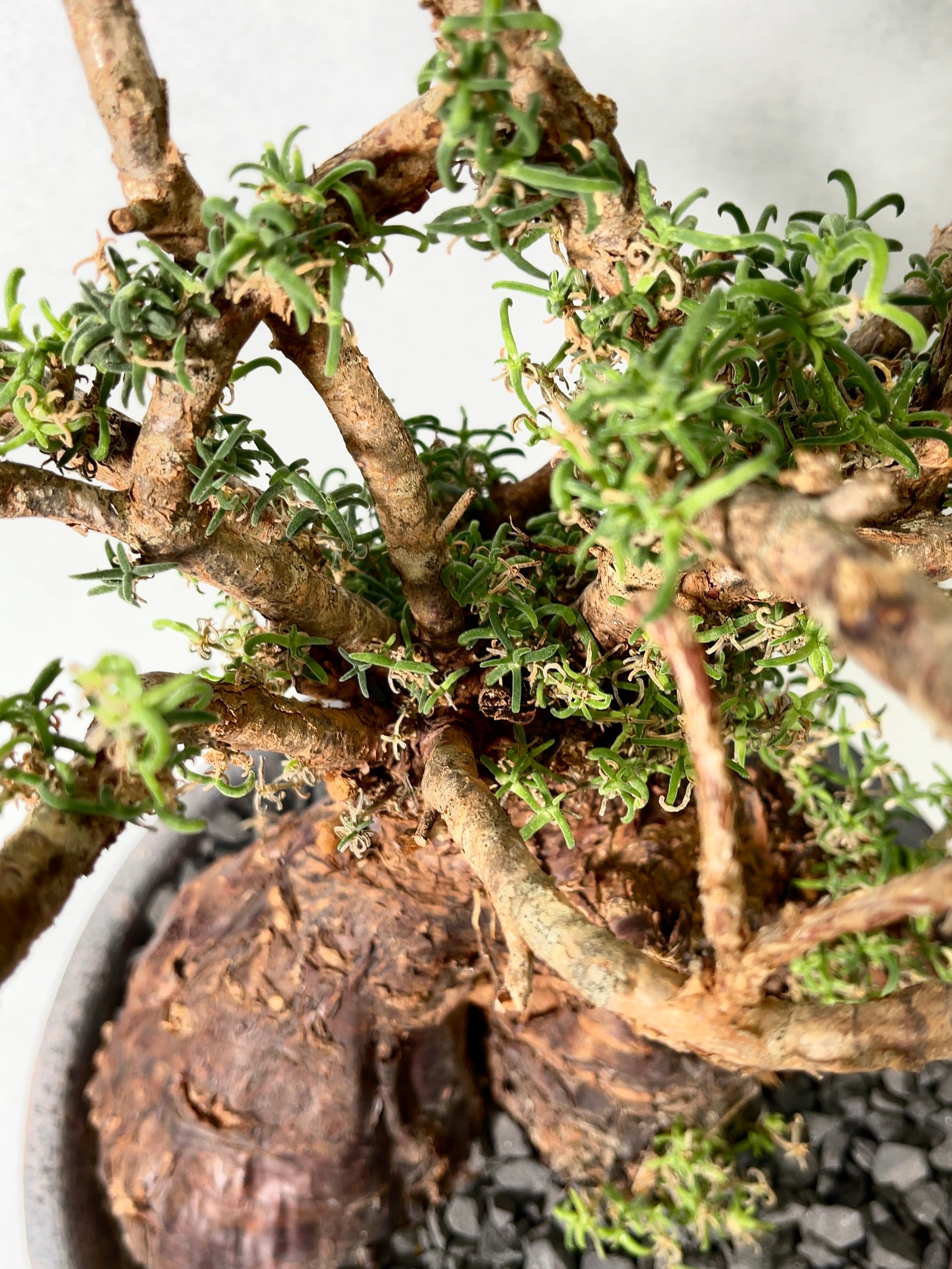 激レア/超極太/ドワーフ/塊根】アデニウム アラビカム V2ハック ②