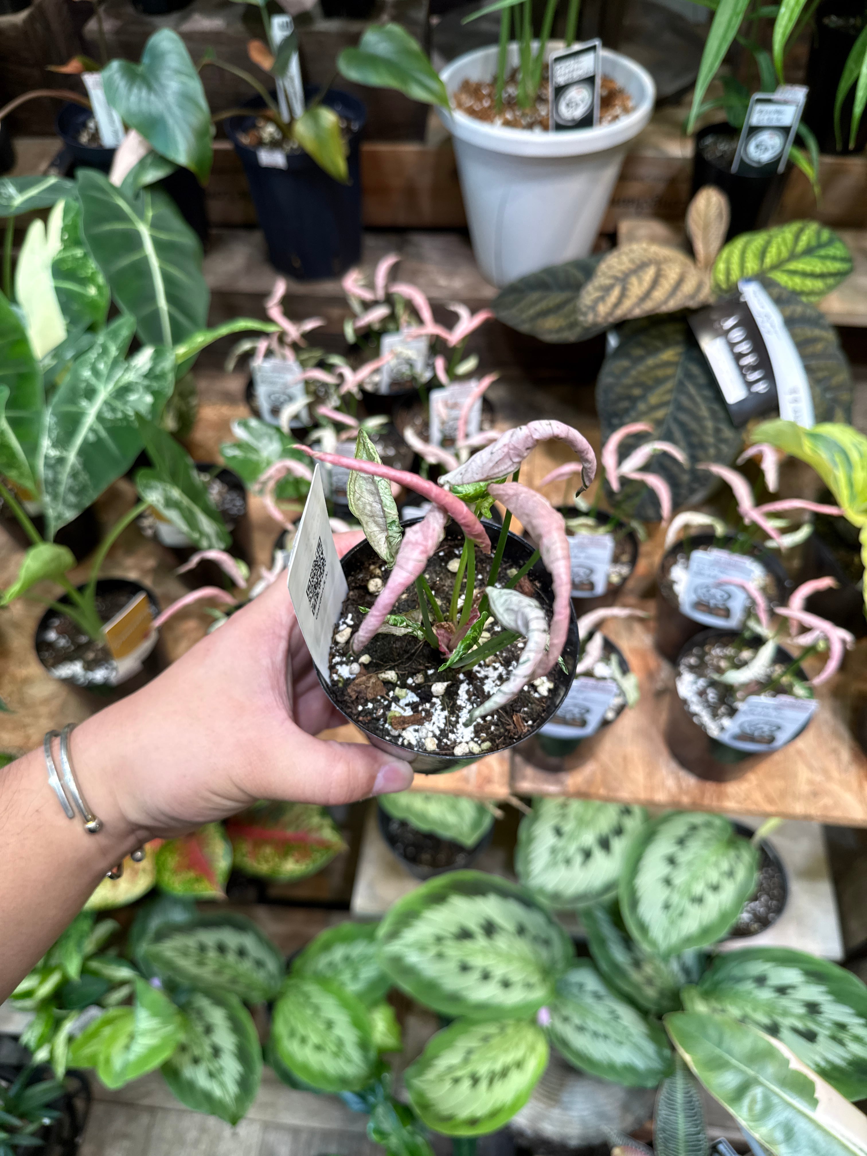 斑入り植物(バリエガータ・錦) | Gardenえん 【観葉熱帯植物】