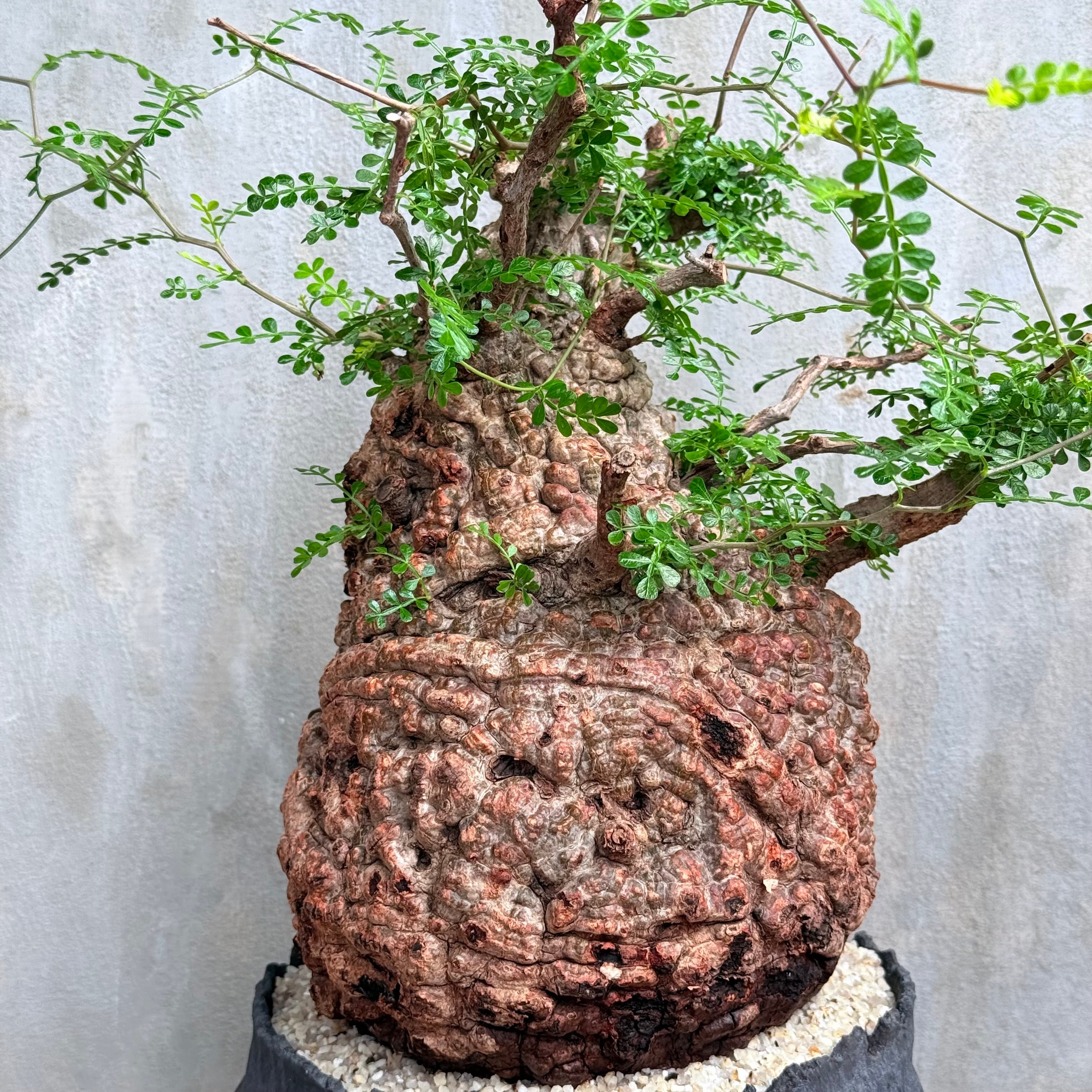 送料無料！【植物×鉢】オペルクリカリア パキプス 発根済み現地株