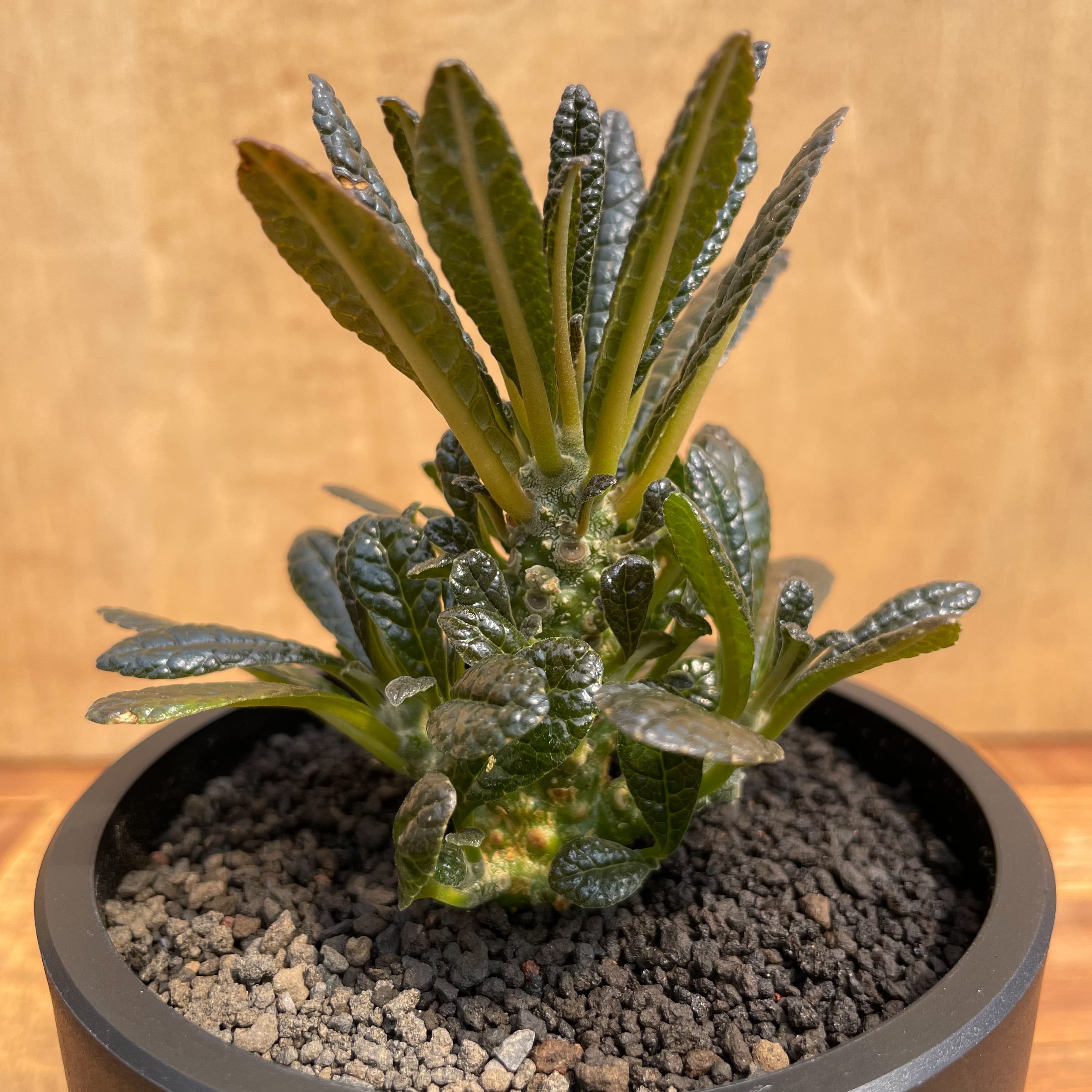 Dorstenia gigas【ドルステニア・ギガス・実生】 | RIMO'S GREEN