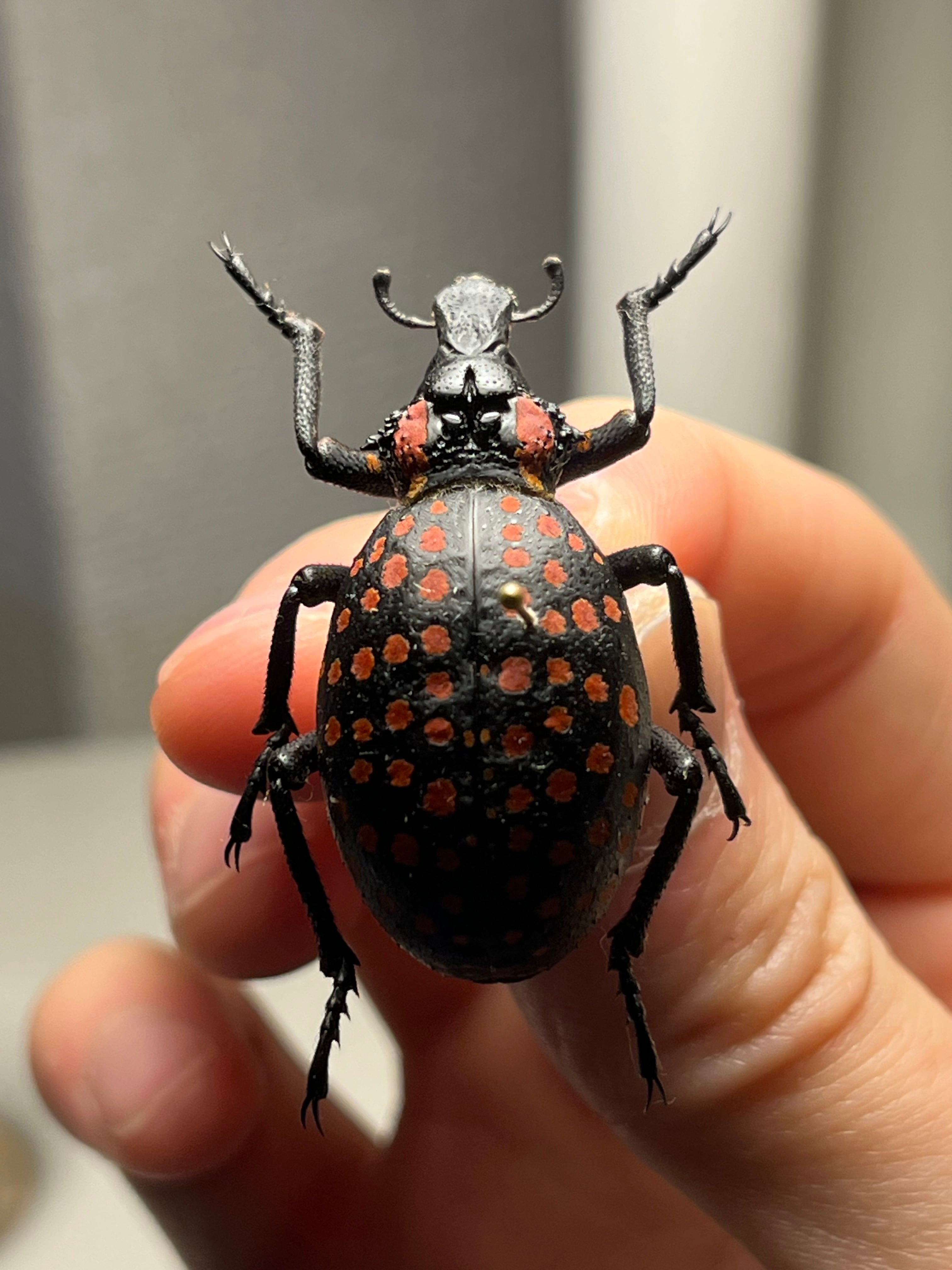 37mm】ベニモンオオタマゾウムシ 標本 Brachycerus apterus タマムシ