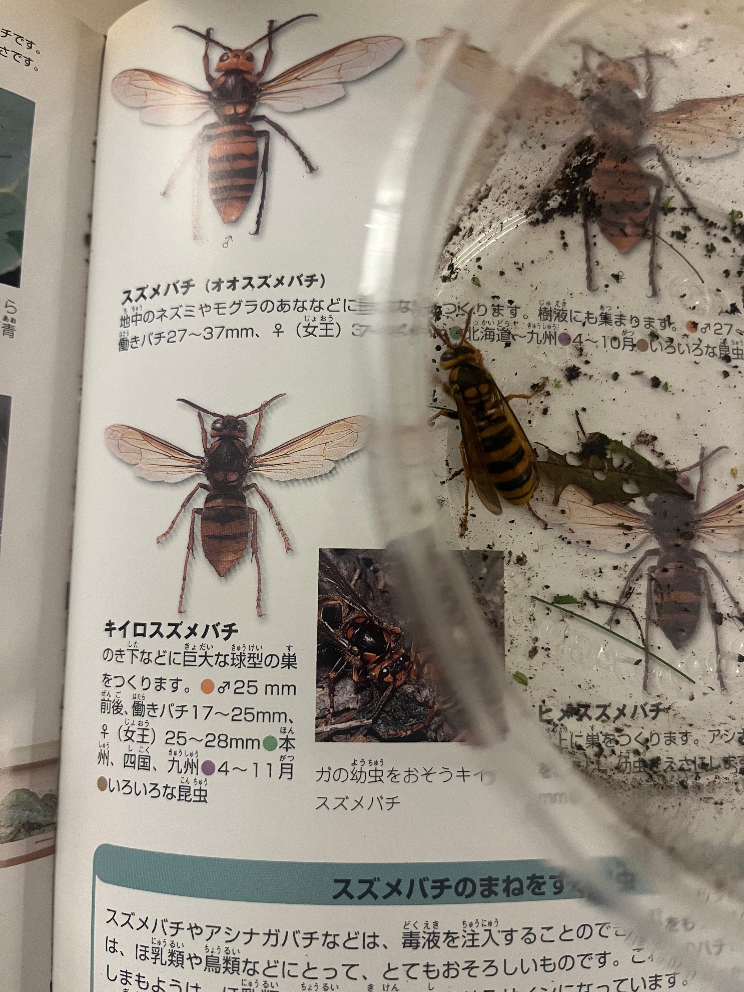 南極の石 特大サイズ 蜂の巣風化 本物です 南極の石 特大サイズ 蜂の巣