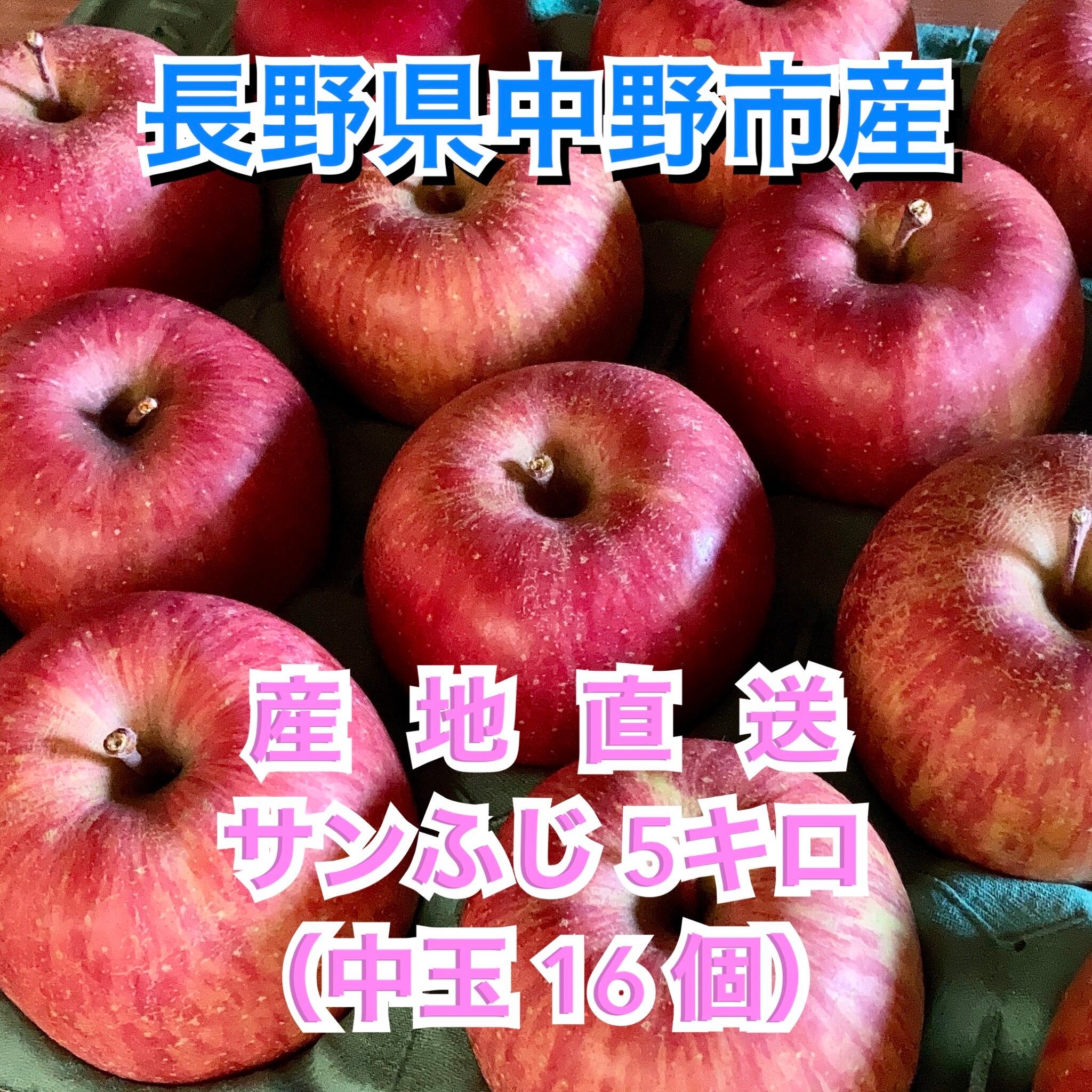 サンふじりんご　【長野県産】　約5キロ（中玉16個）　信州カラフル農園