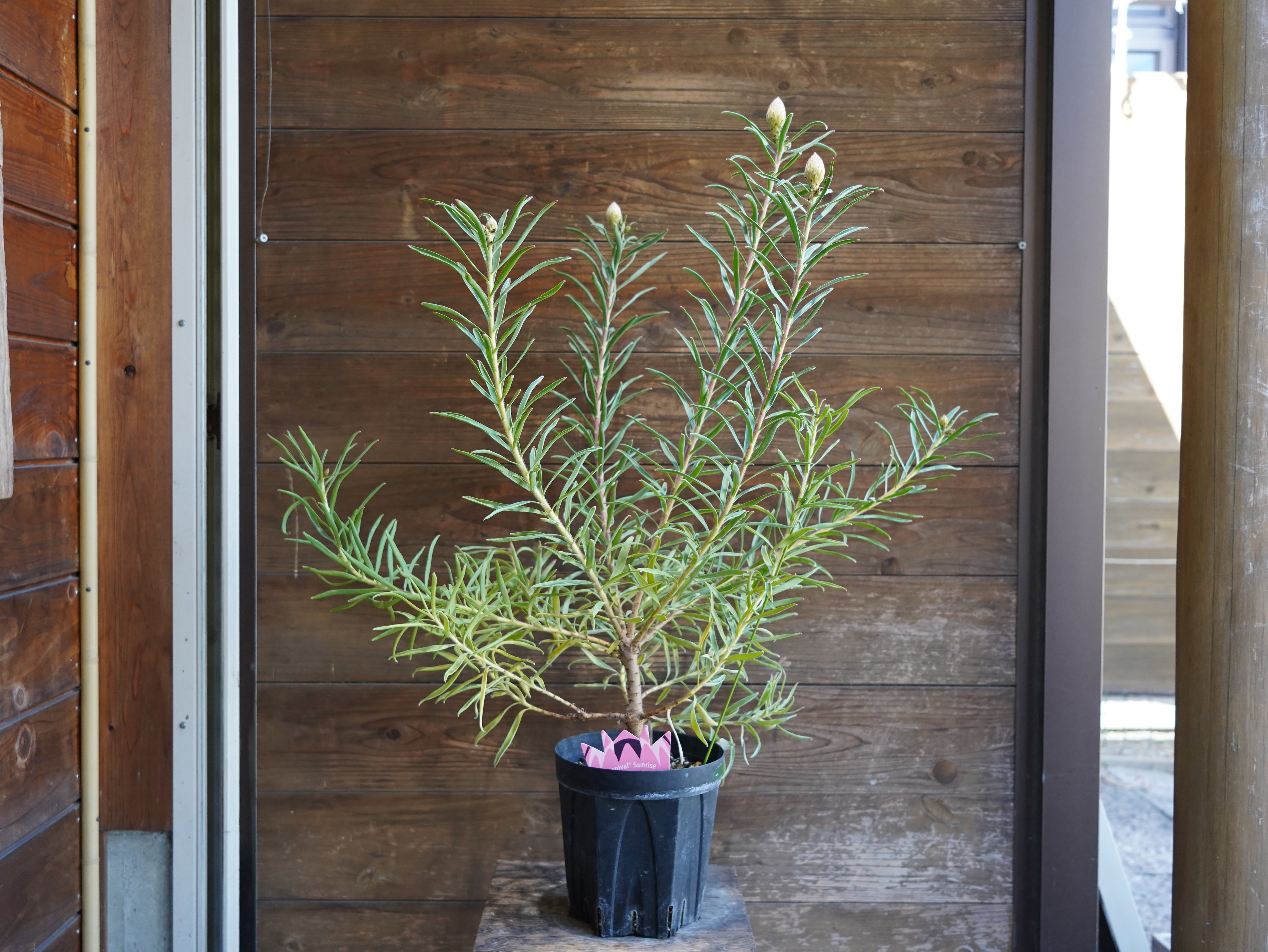 【現物】リューコスペルマム　"カーニバルサンライズ"