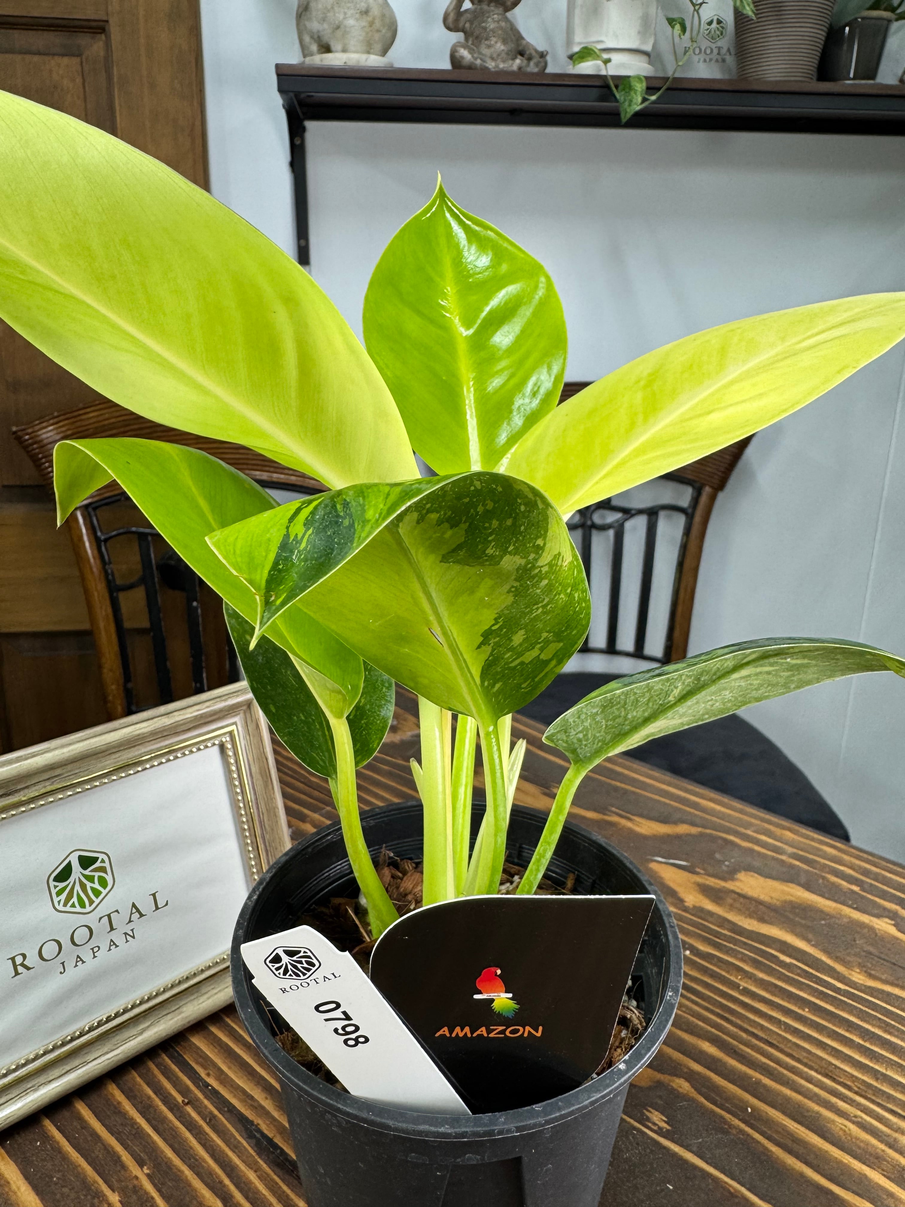 ★798 【人気!】フィロデンドロン グリーンコンゴ