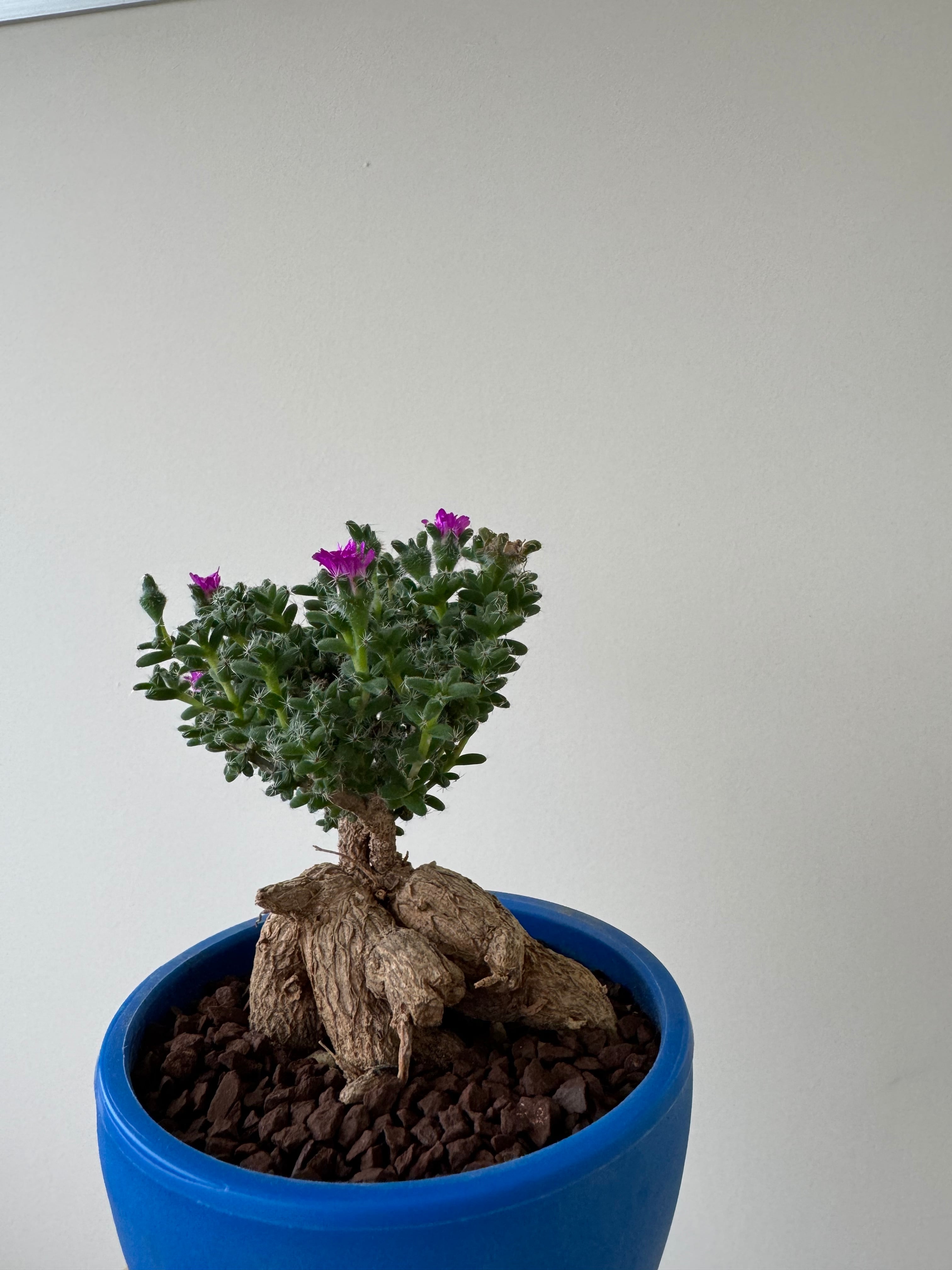 新着】Trichodiadema densum 6【育てやすい南アフリカ盆栽】トリコ
