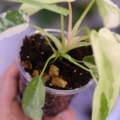 Philodendron Radiatum x Florida Beauty x Mayoi / フィロデンドロン②