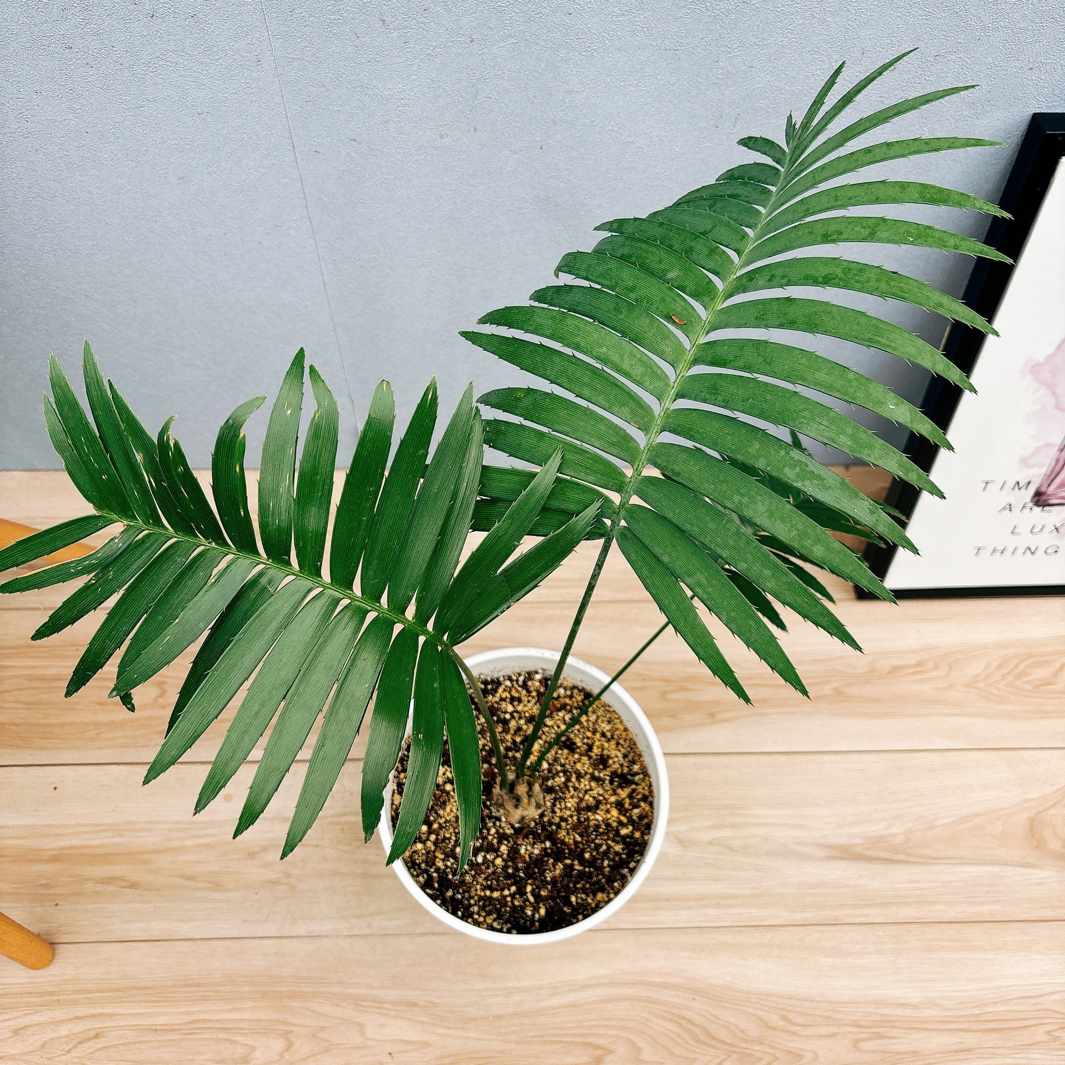 現品］【希少】1番 ディオーンスピヌロスム 7号 観葉植物 レア 