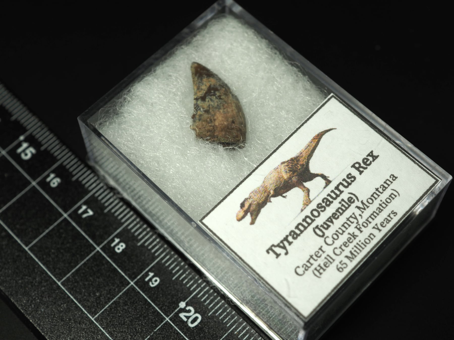 ティラノサウルス・レックス幼体(ナノティラヌス)の歯化石 ティラノサウルスの歯（幼体）【Tyrannosaurus rex】【直線：約