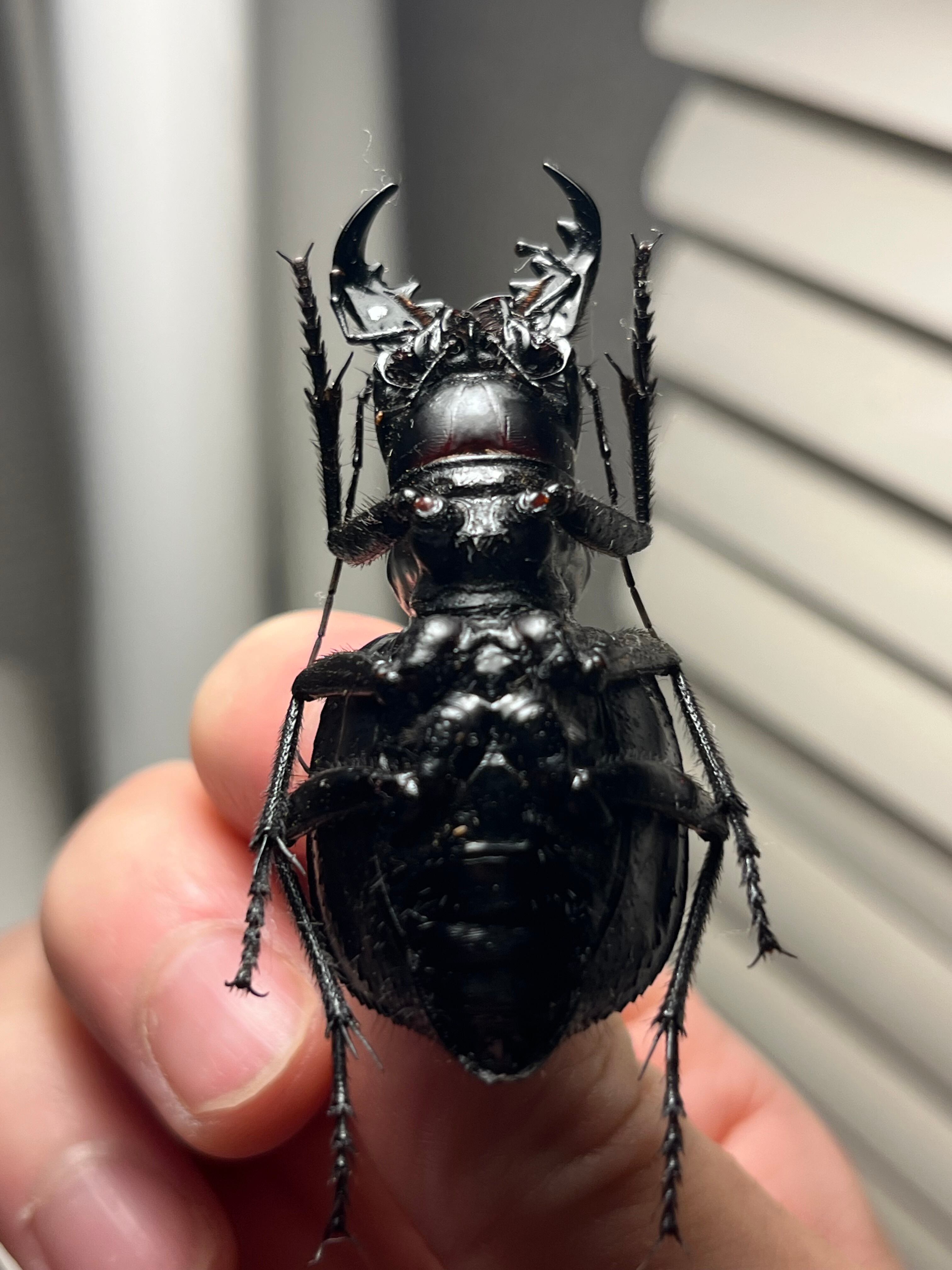巨大♀】オオエンマハンミョウ Manticora タンザニア産 昆虫標本