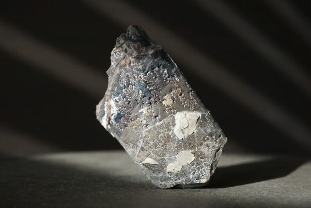 サウスダコタ州産バキュリテス化石 Baculites sp. 1525