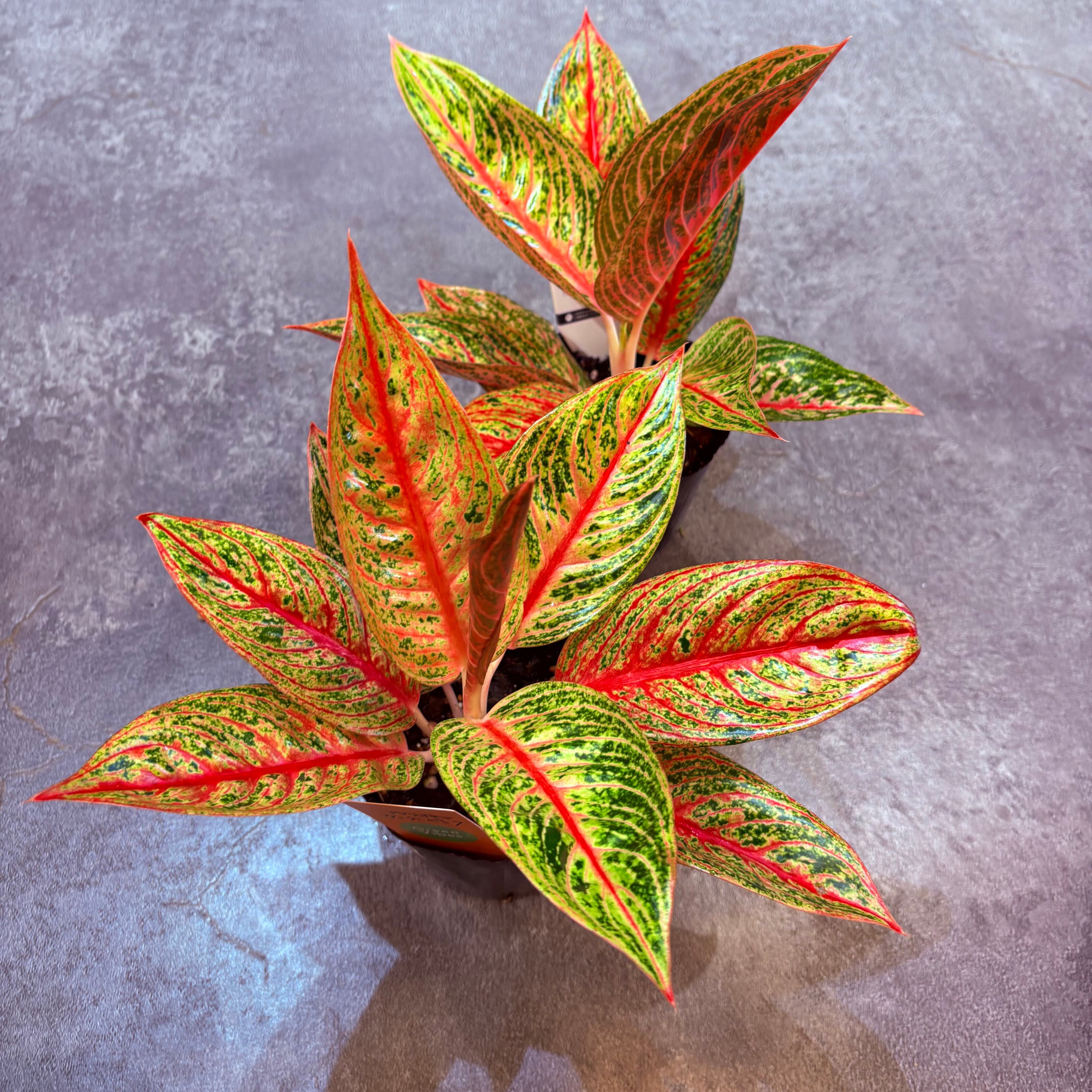 アグラオネマ レガシー 3.5号 | Green Vibes 宇都宮市の観葉植物専門店