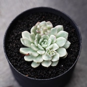 カット苗 ピンクルビー錦 Graptoveria 'Bashful'
