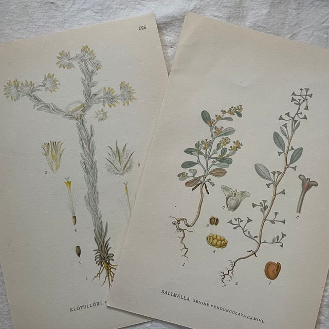 植物の紙セット29