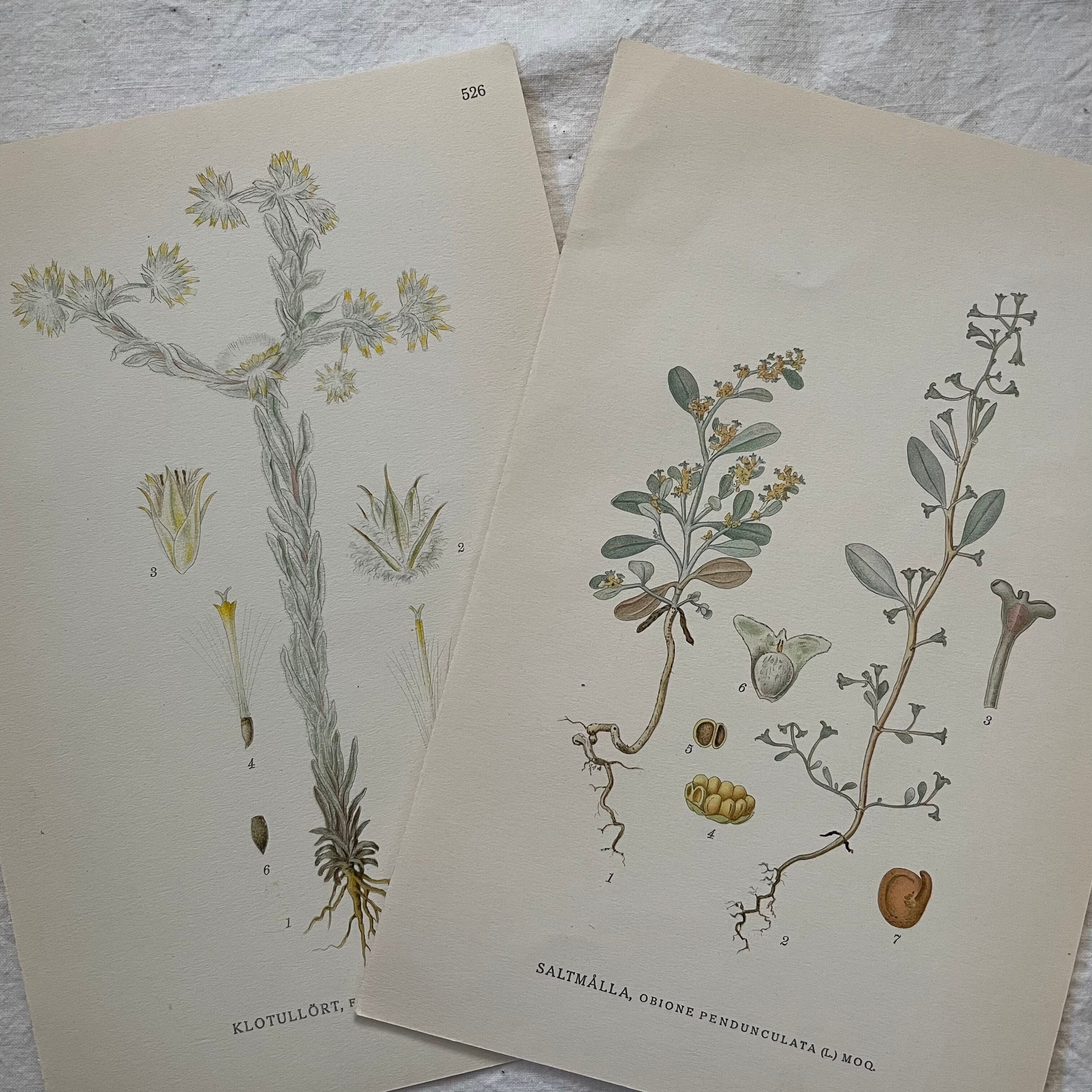 植物の紙セット29