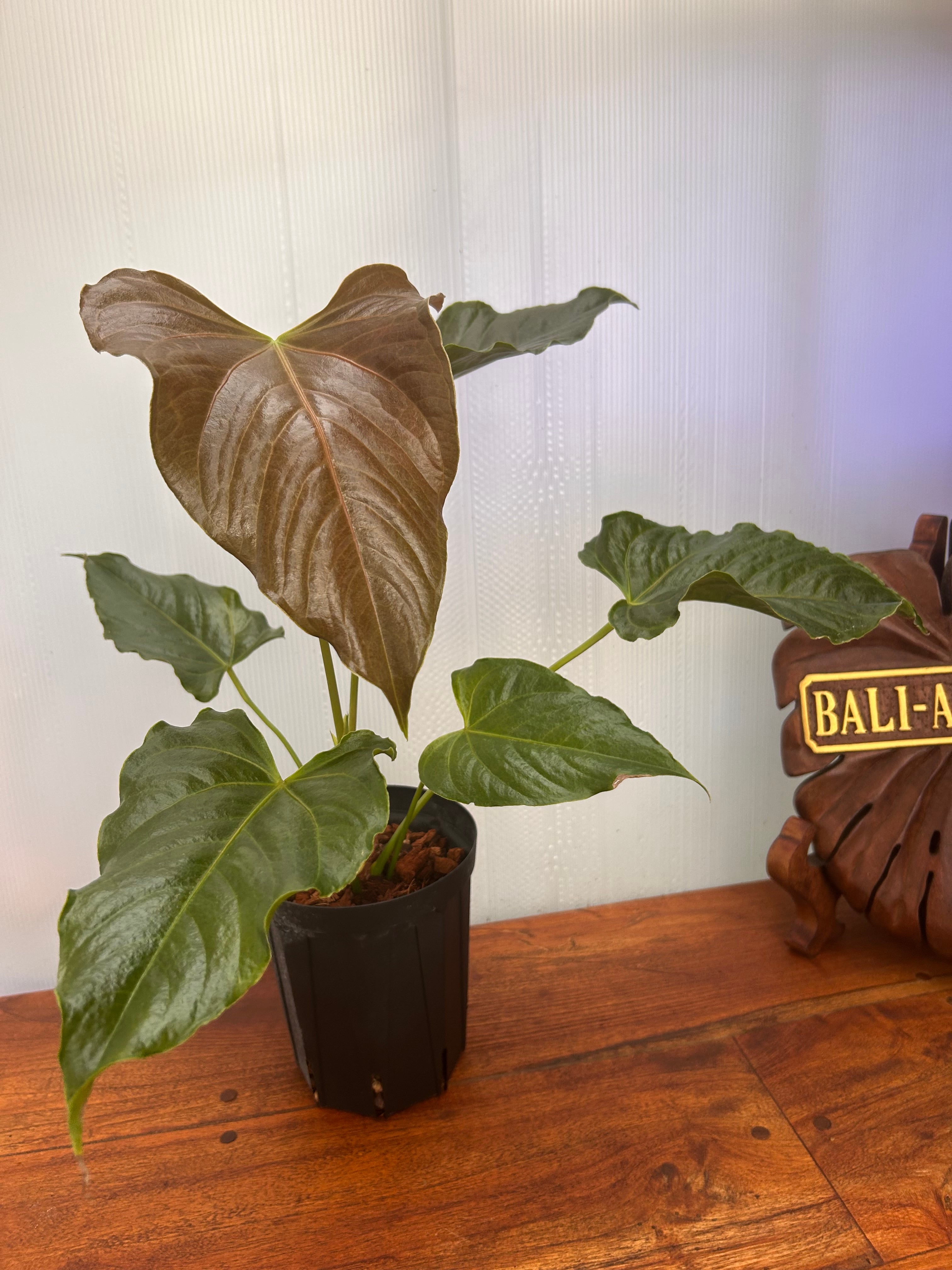 Anthurium | BALI-AN 園芸
