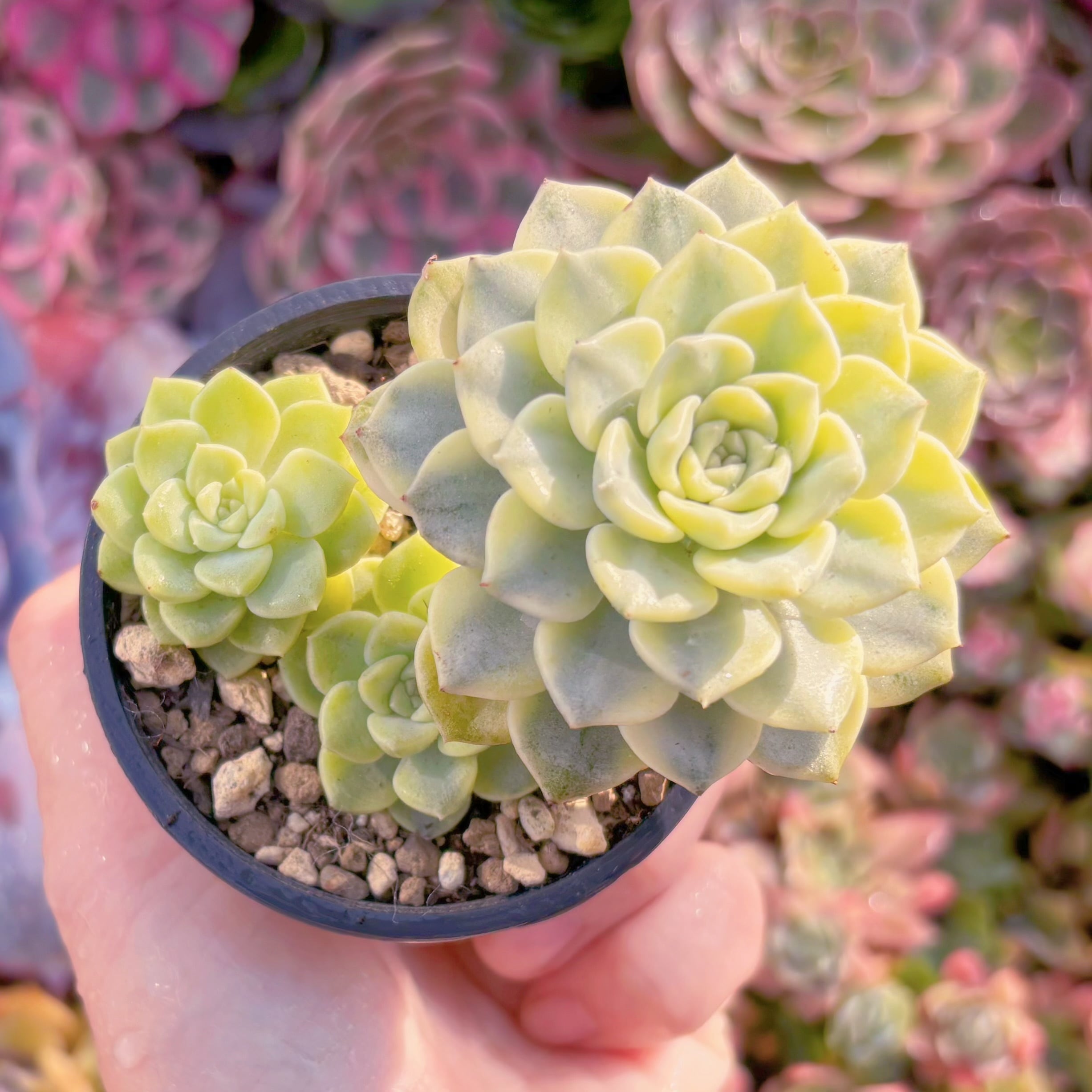 現品　ティンカーベル錦#A052　群生　るる農園