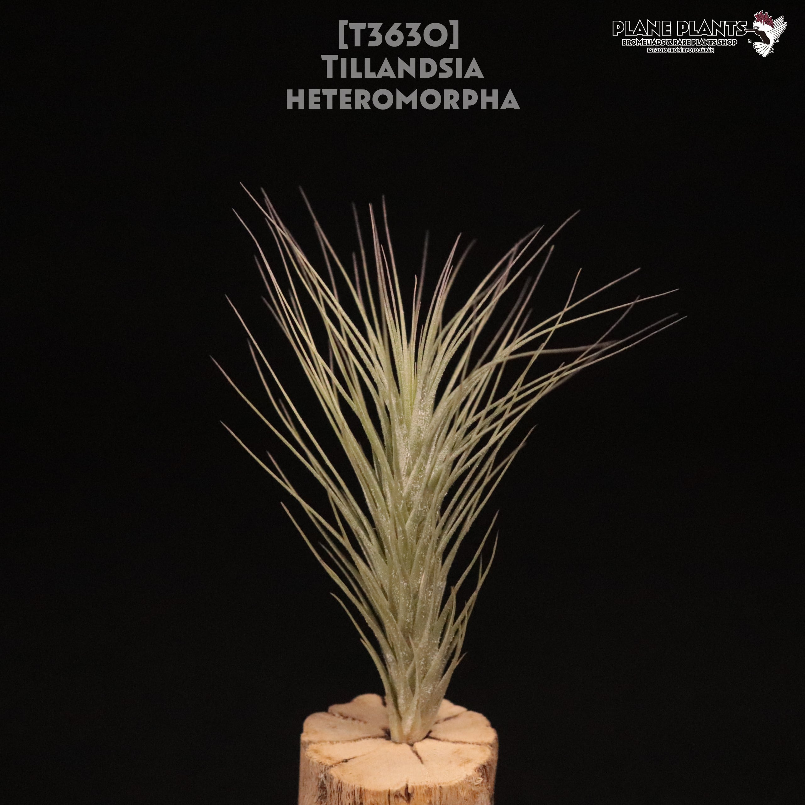 【送料無料】heteromorpha〔エアプランツ〕現品発送T3630