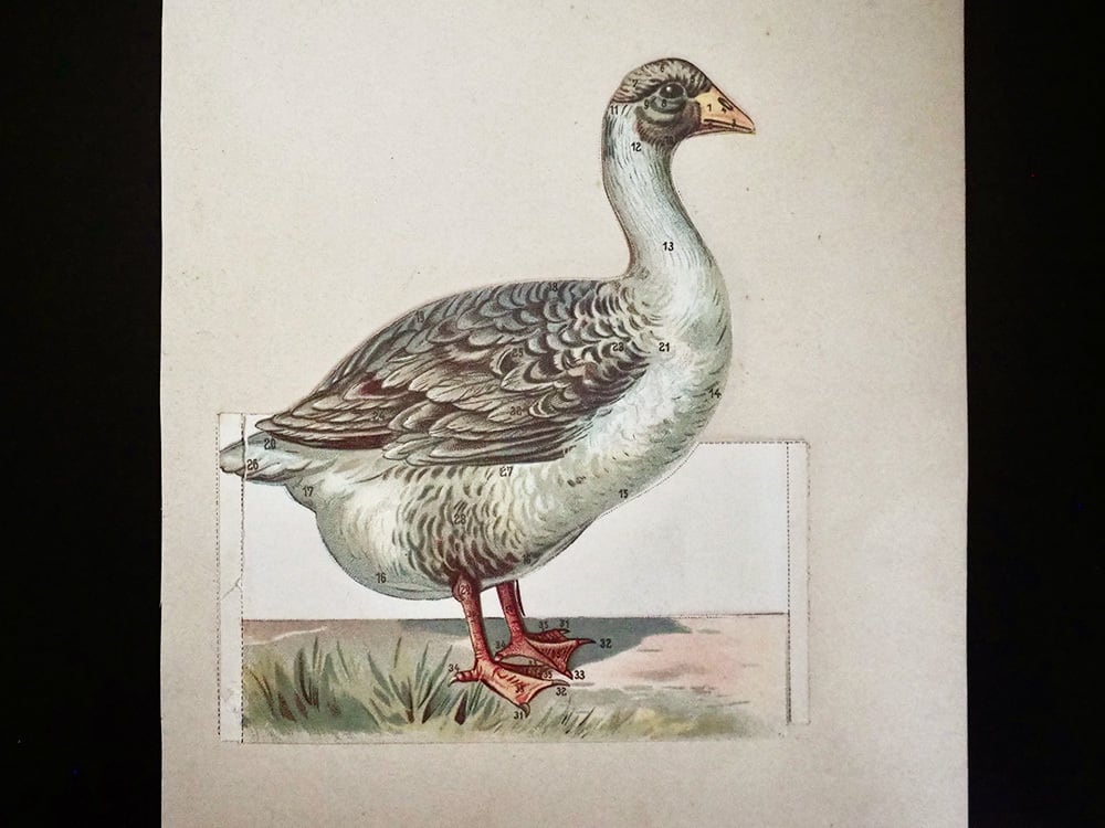 鳥の解剖図 | antique Salon
