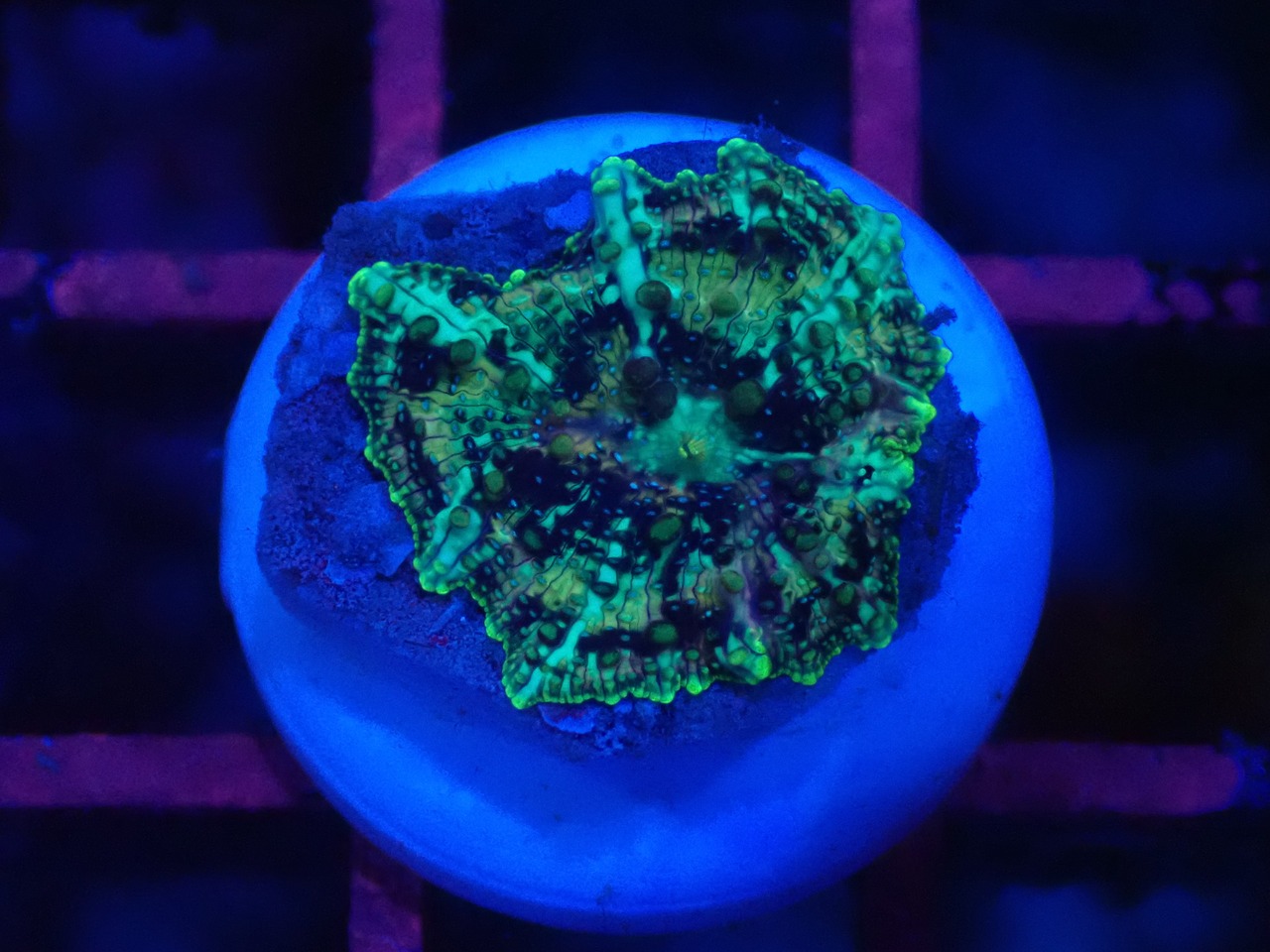 【一ヶ月熟成】Discosoma WaterMelon  2