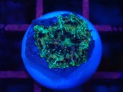 【一ヶ月熟成】Discosoma WaterMelon  2