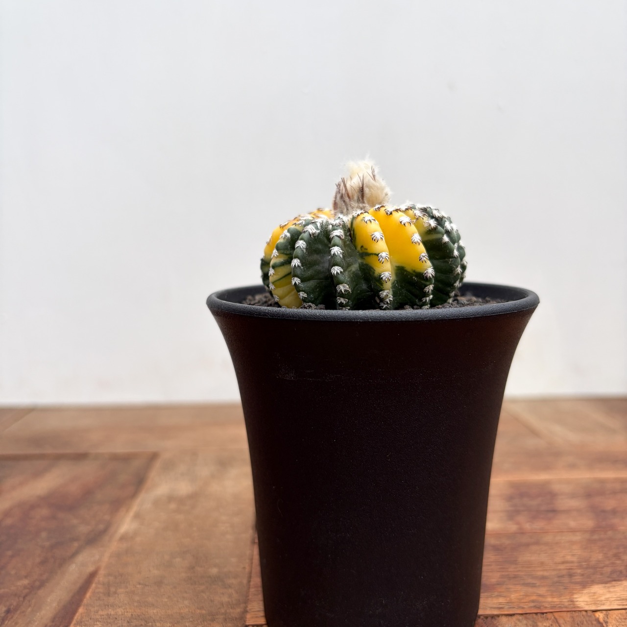 Discocactus horstii variegata【ディスコカクタス・ホルスティ錦】