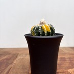 Discocactus horstii variegata【ディスコカクタス・ホルスティ錦】