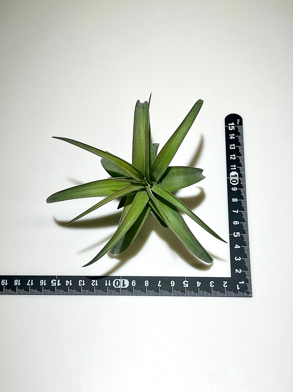 ティランジア エリックノブロック【Tillandsia Eric Knobloch