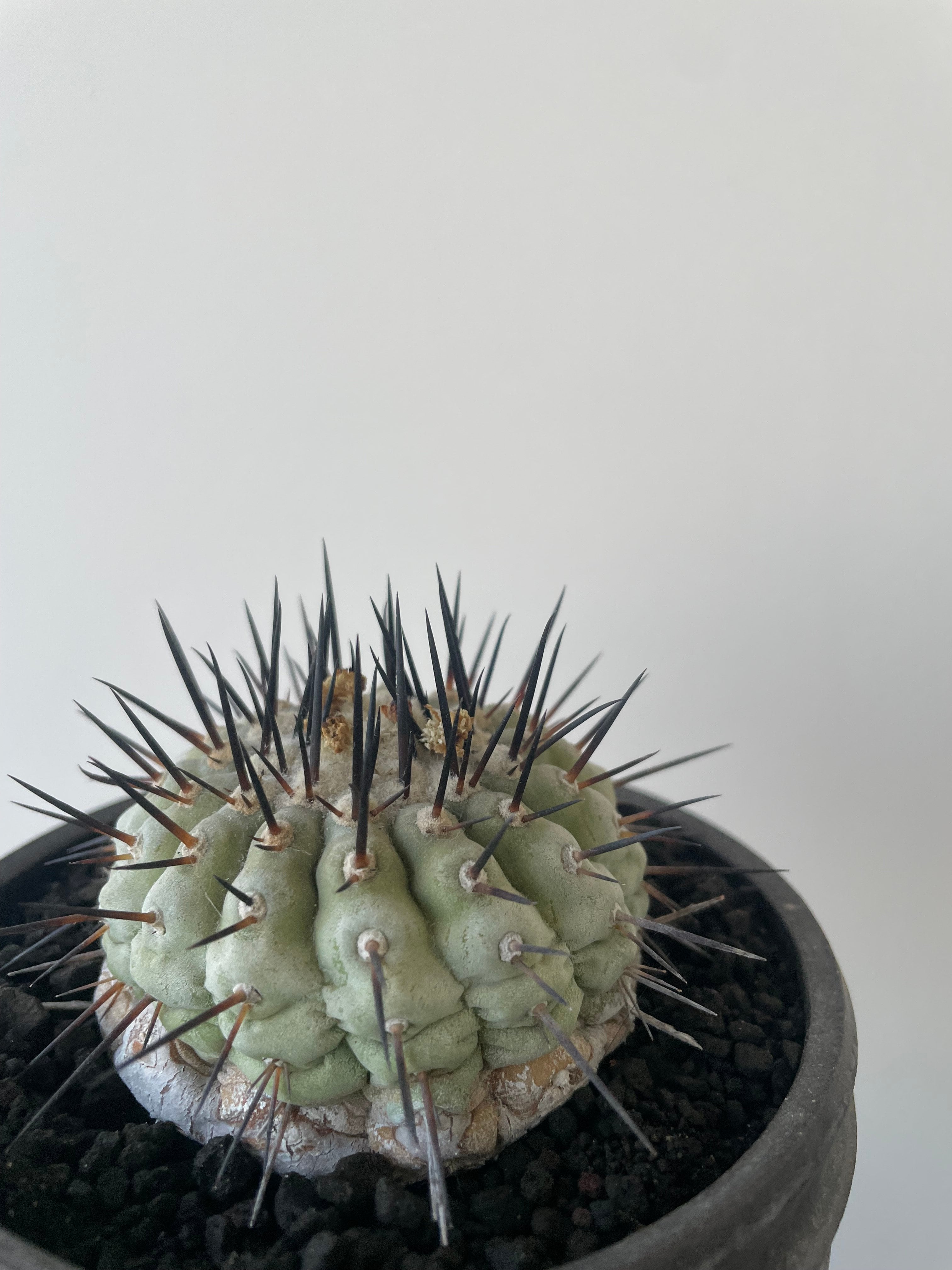 Copiapoa cinerea 古株 × deracine factory 【国内作り込み黒王丸