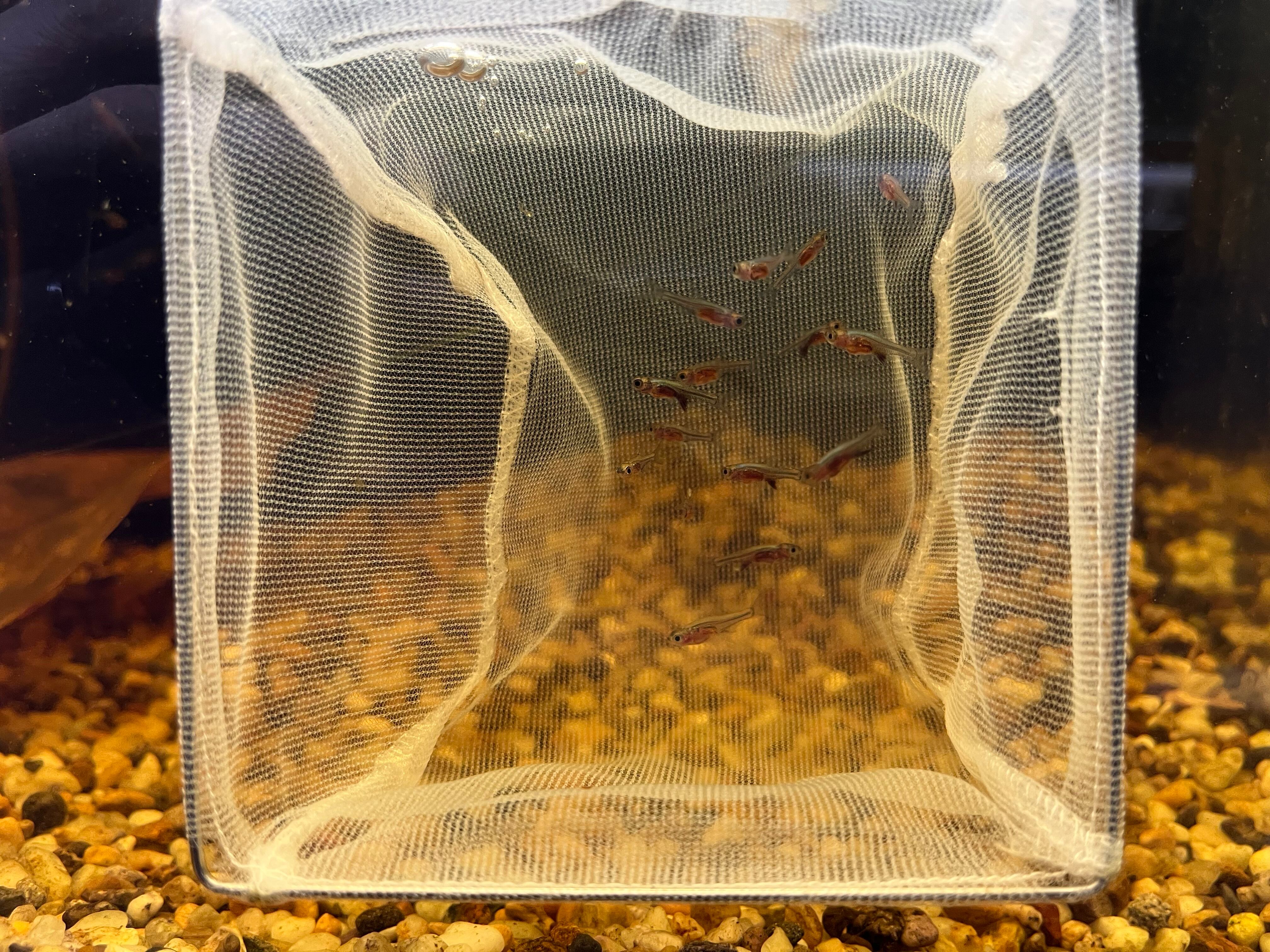 10匹】インドネシア直輸入便WILDラスボラアクセルロディブルー1cm