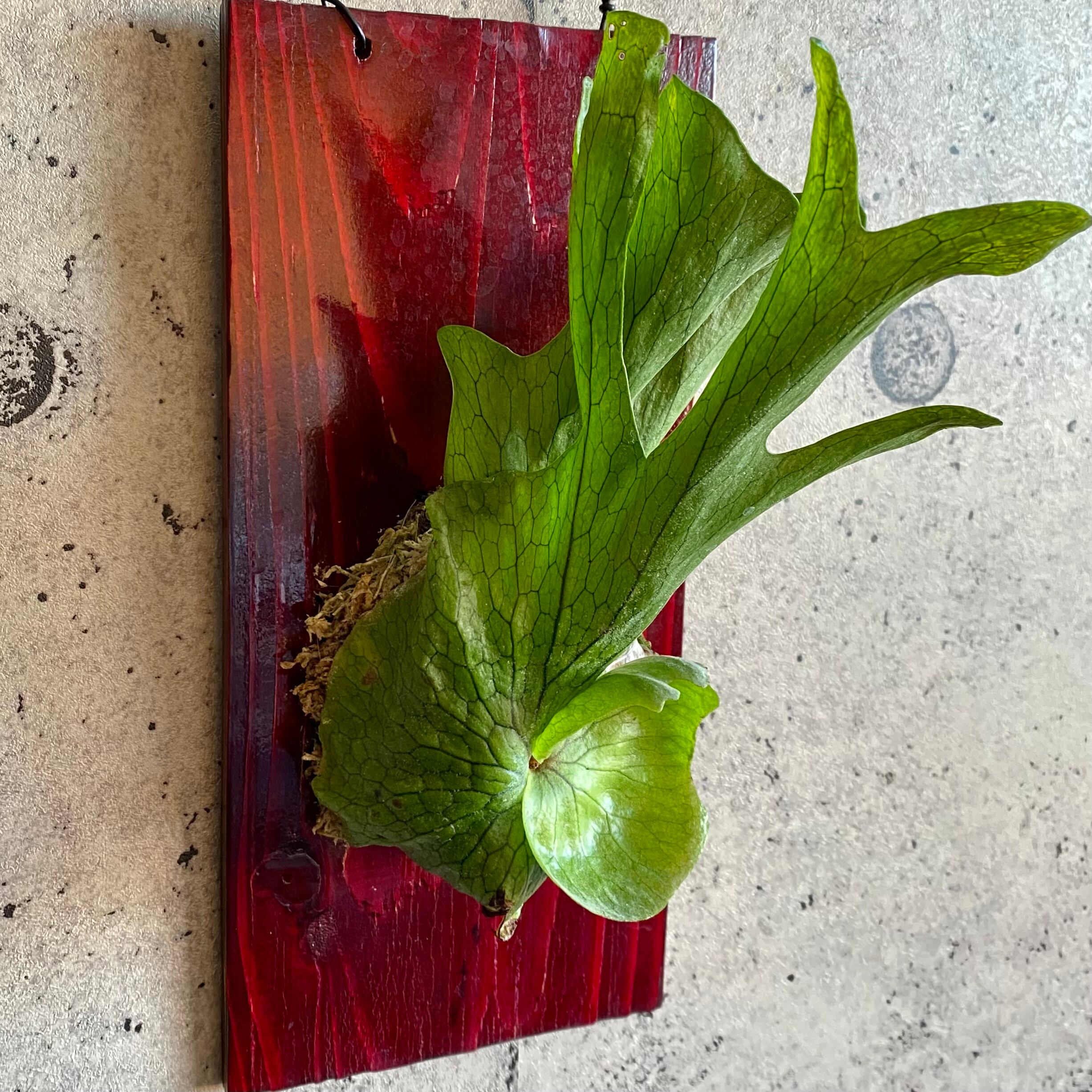 1点のみです ビカクシダ グランデ Planet Plants プラネットプランツ 1点のみです ビカクシダ グランデ Planet Plants プラネットプランツ