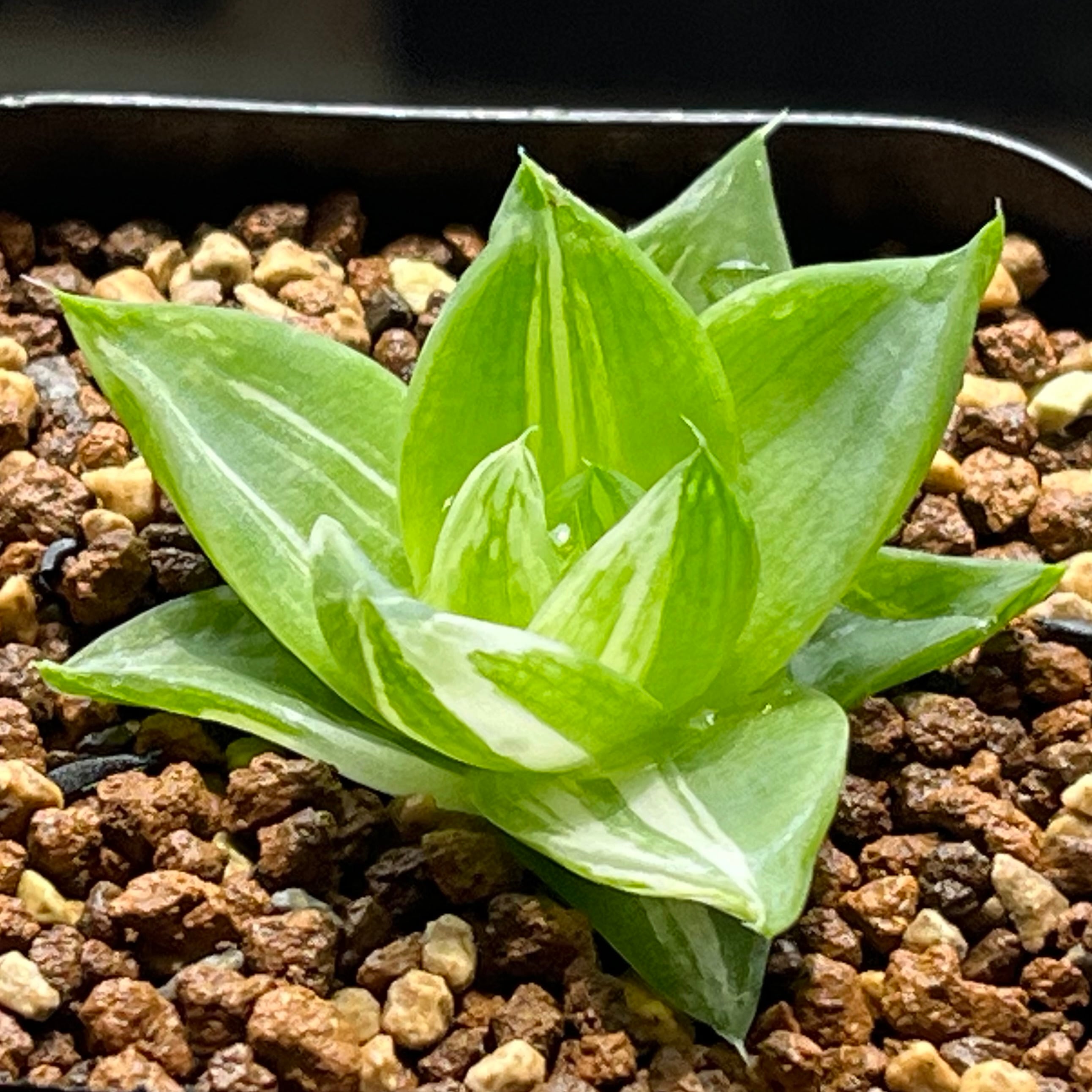 ハオルチア スターズフェアリー | mocono_plants