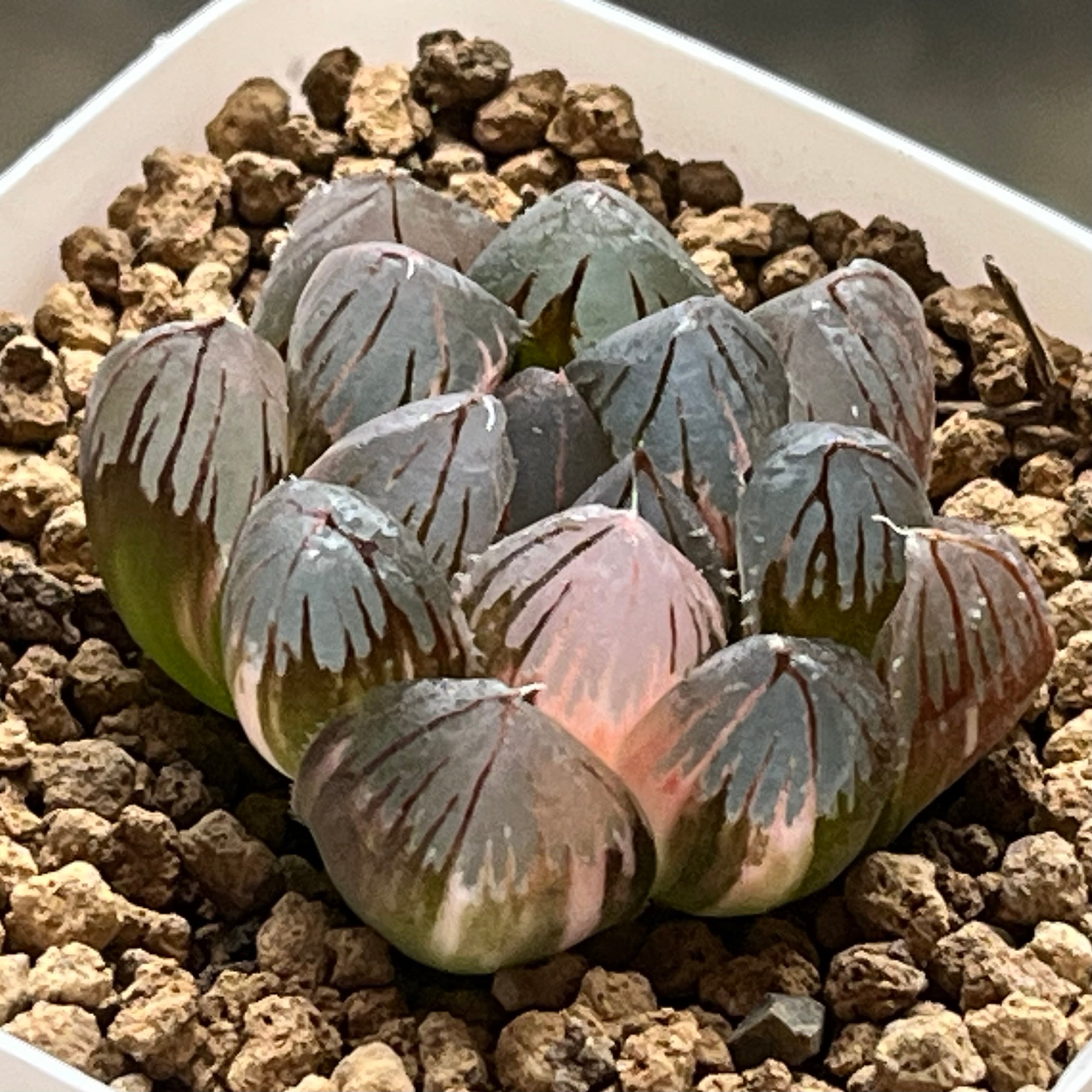 ハオルチア 紫王 オブツーサ錦 | mocono_plants