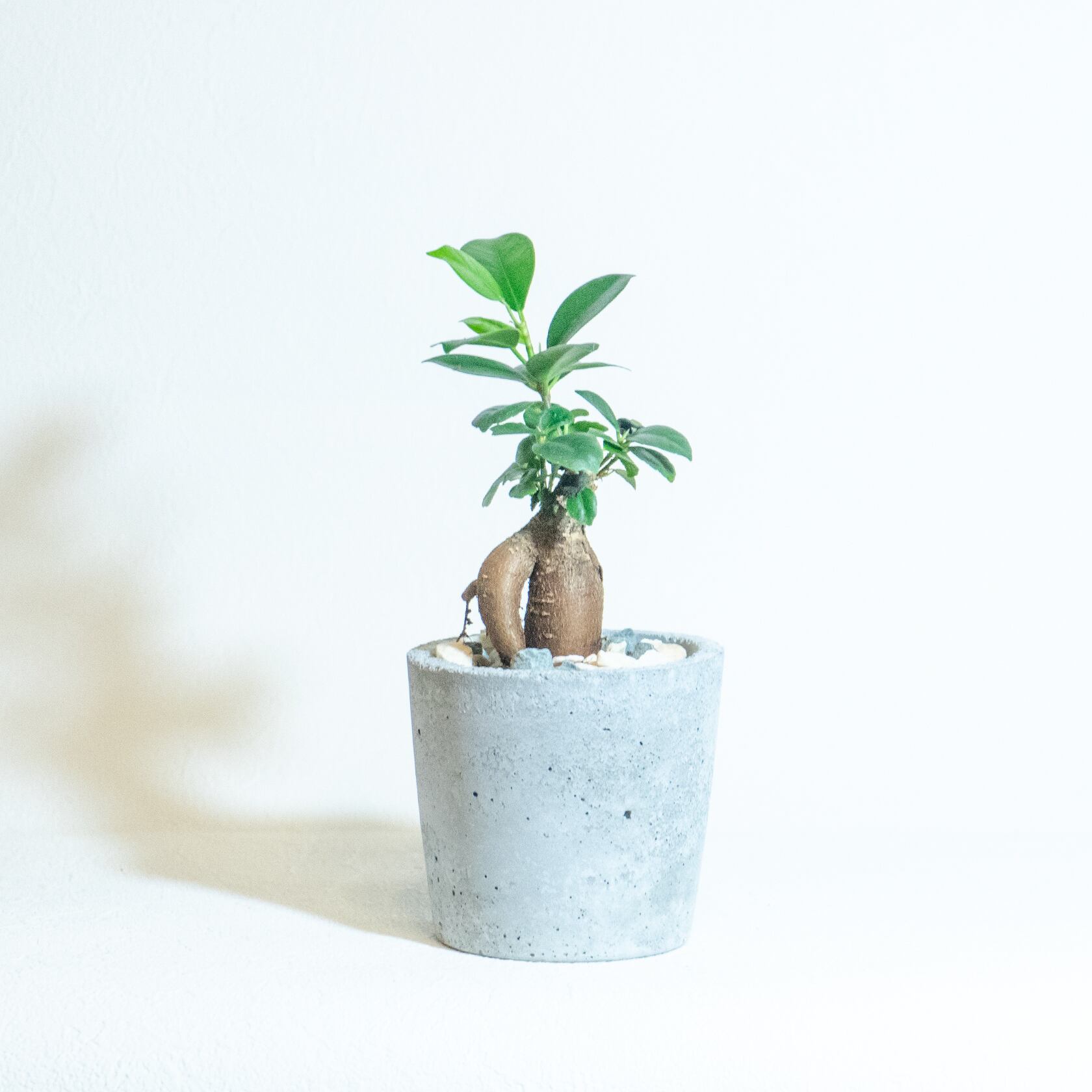 ＼送料無料／≪ 観葉植物 ≫室内管理もオッケーなガジュマルの鉢植え｜手のひらサイズの手づくりモルタル鉢