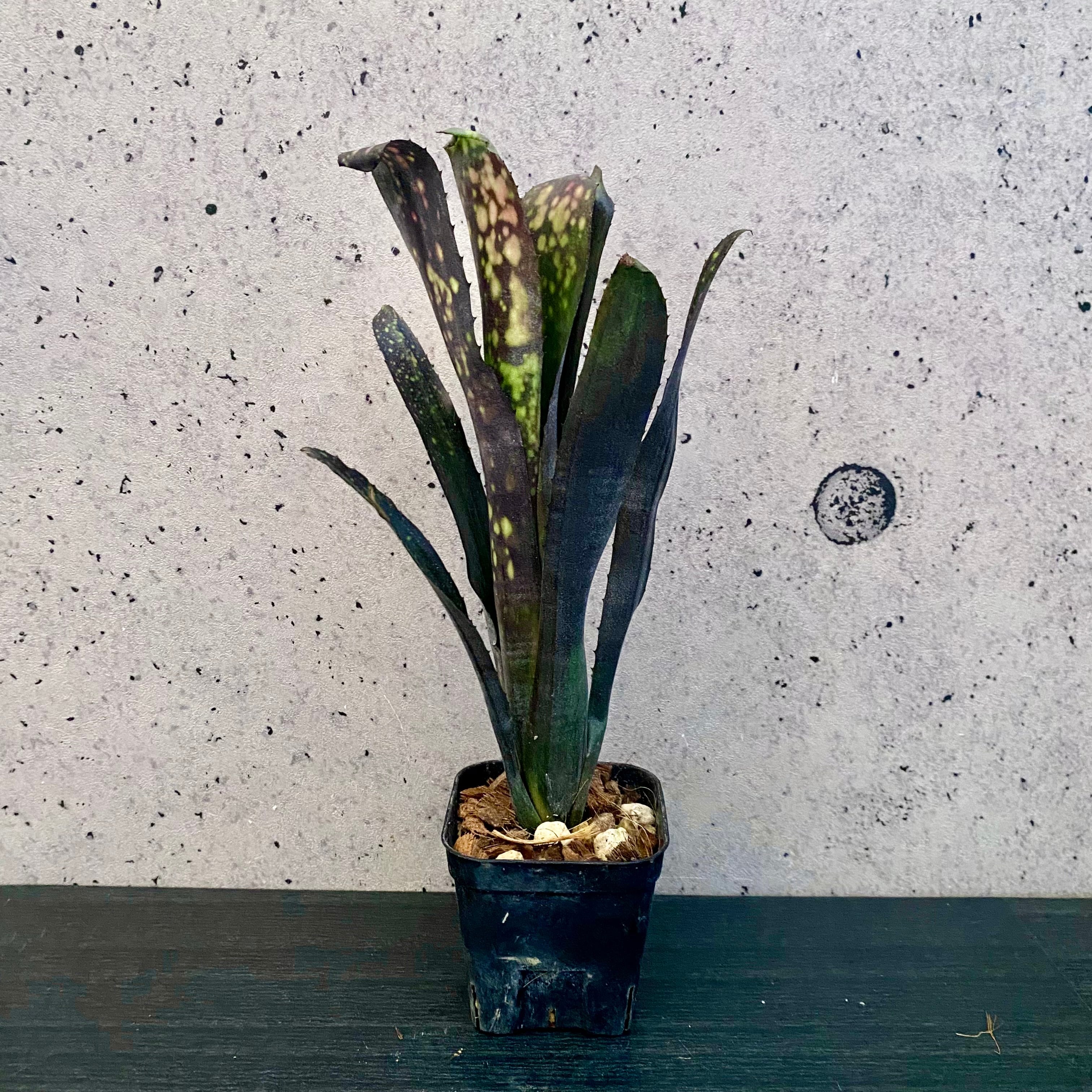 タンクブロメリア ビルベルギア 『Black Pearl』 | Planet Plants