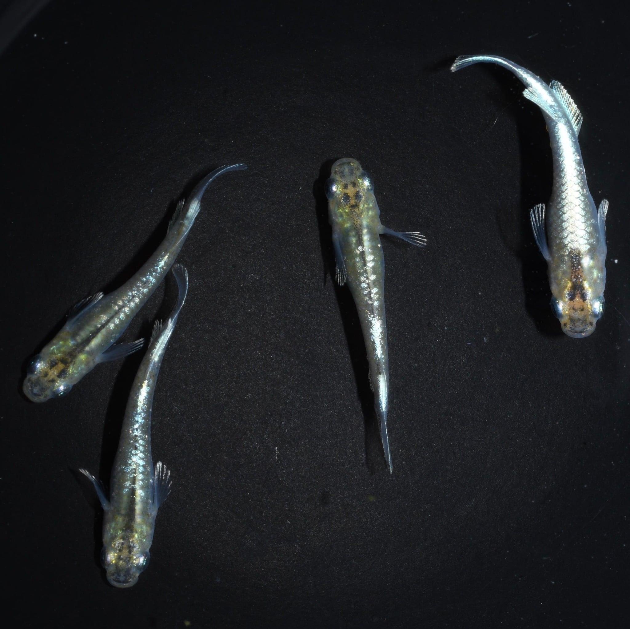 星田めだか】 菊銀紅玉 オス1メス2