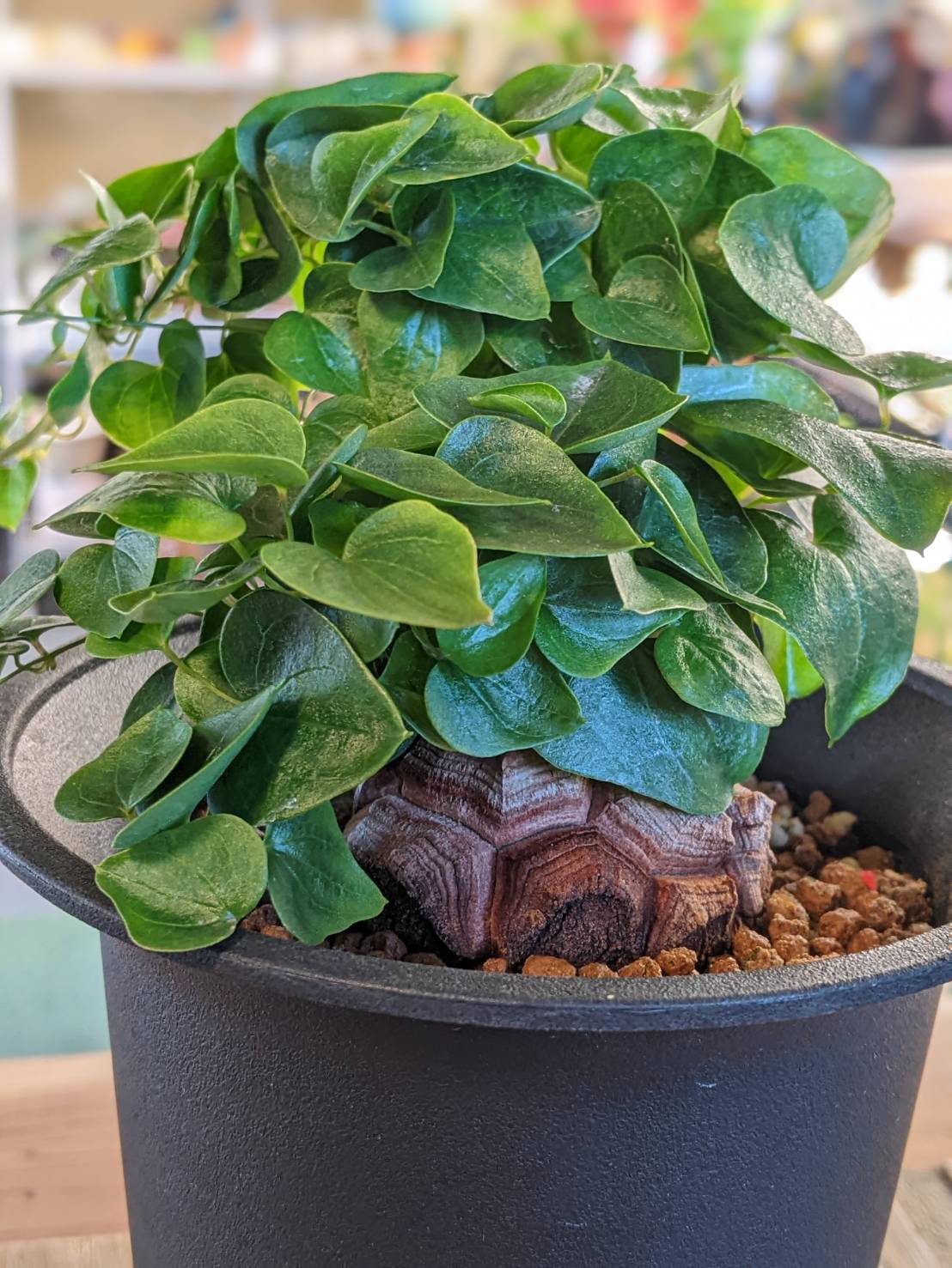 P. Willinckii cv. Sailor Mercury (OC) 【artPLANTs/PLANTS GARAGE