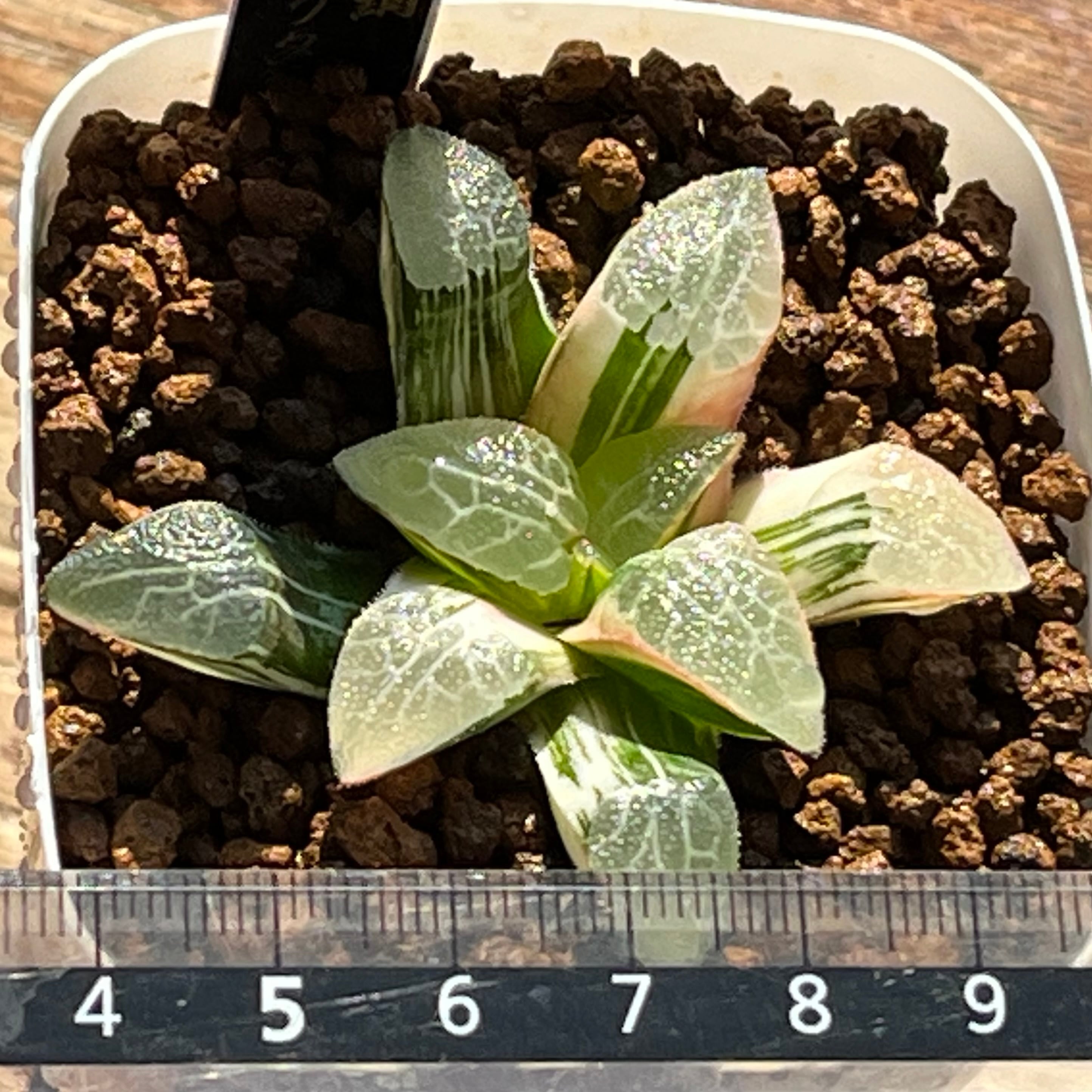 ハオルチア 超特網コレクタ錦 | mocono_plants