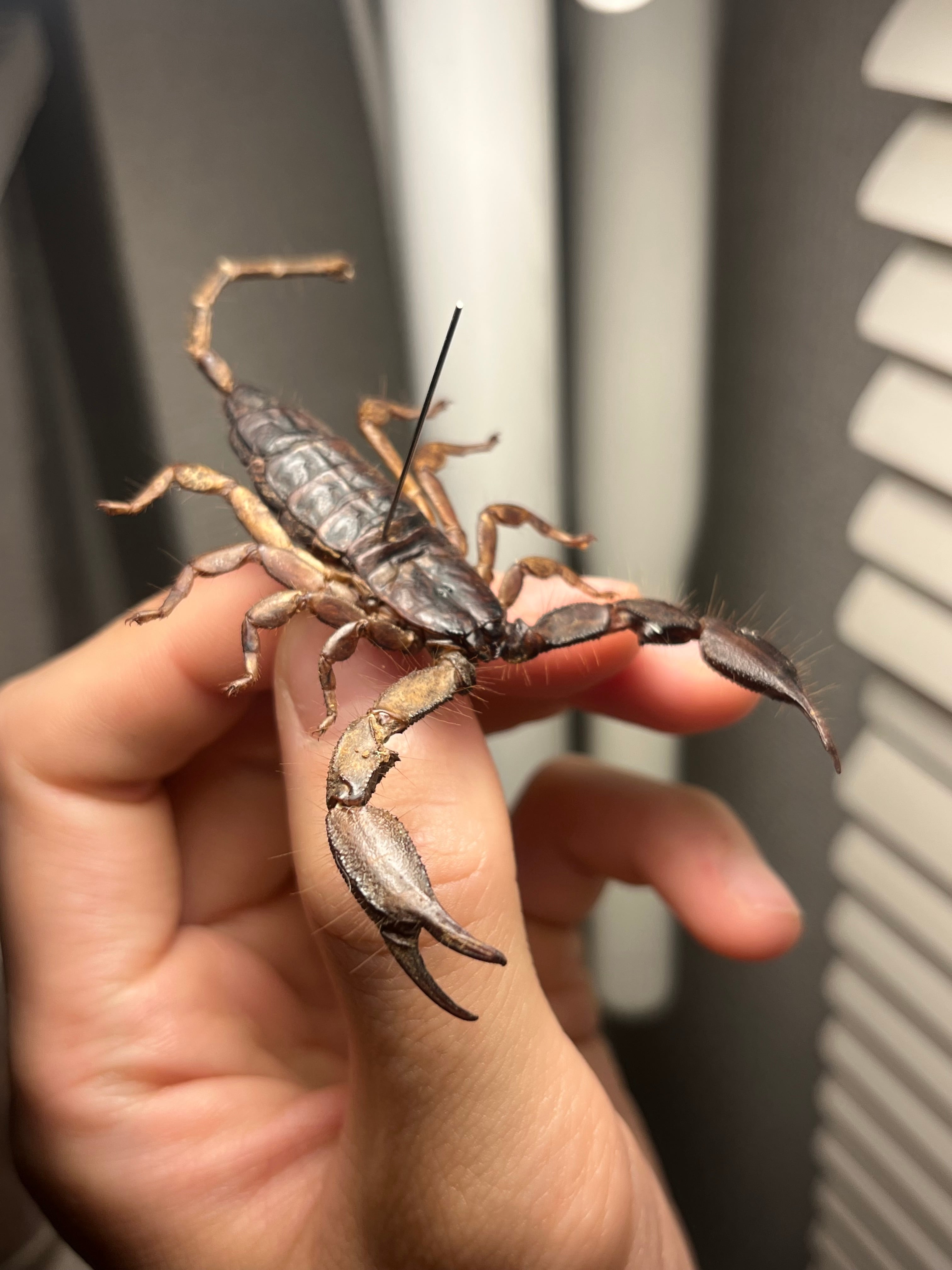 サソリ | オモニキチュウ