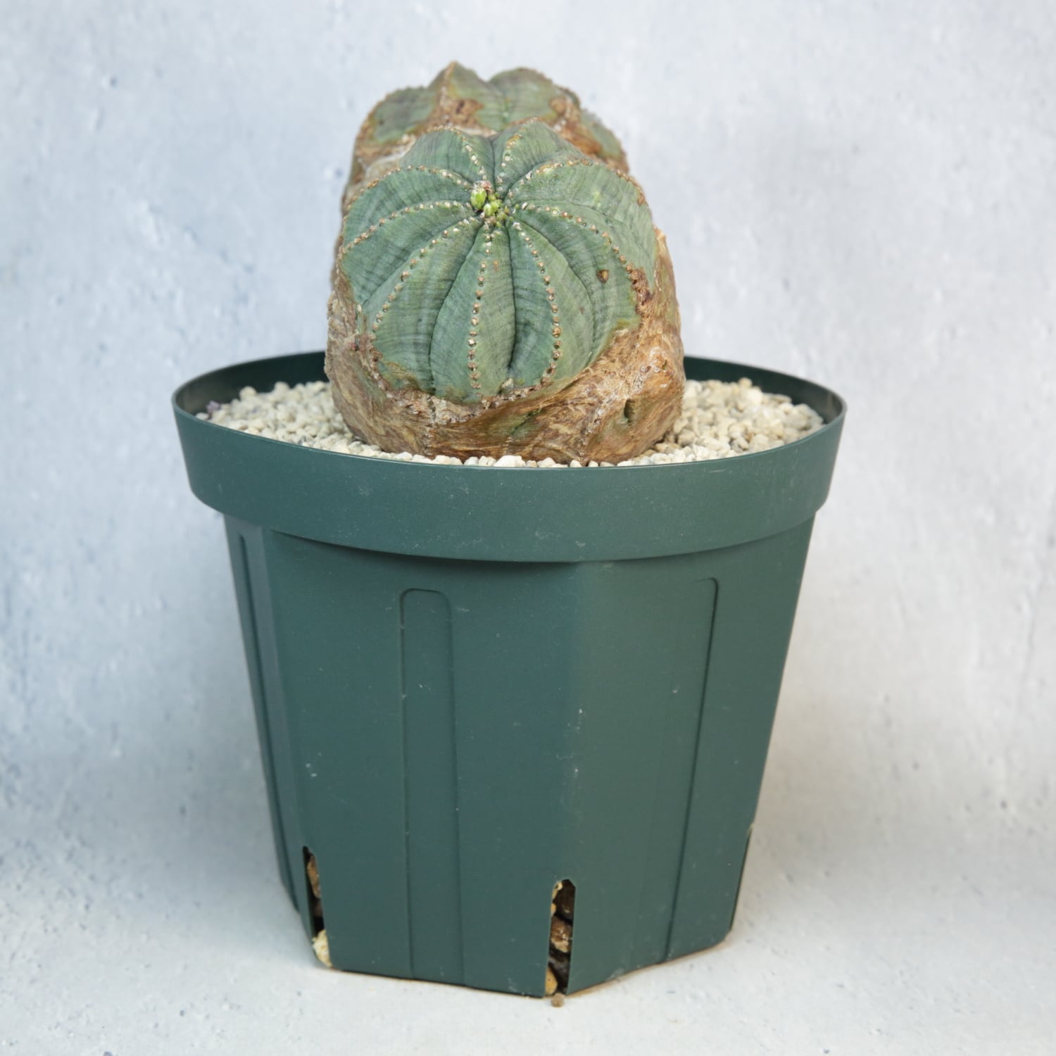 オス株【超厳選株】超大株 最大幅 約14.3cm ダブルヘッド ラギット