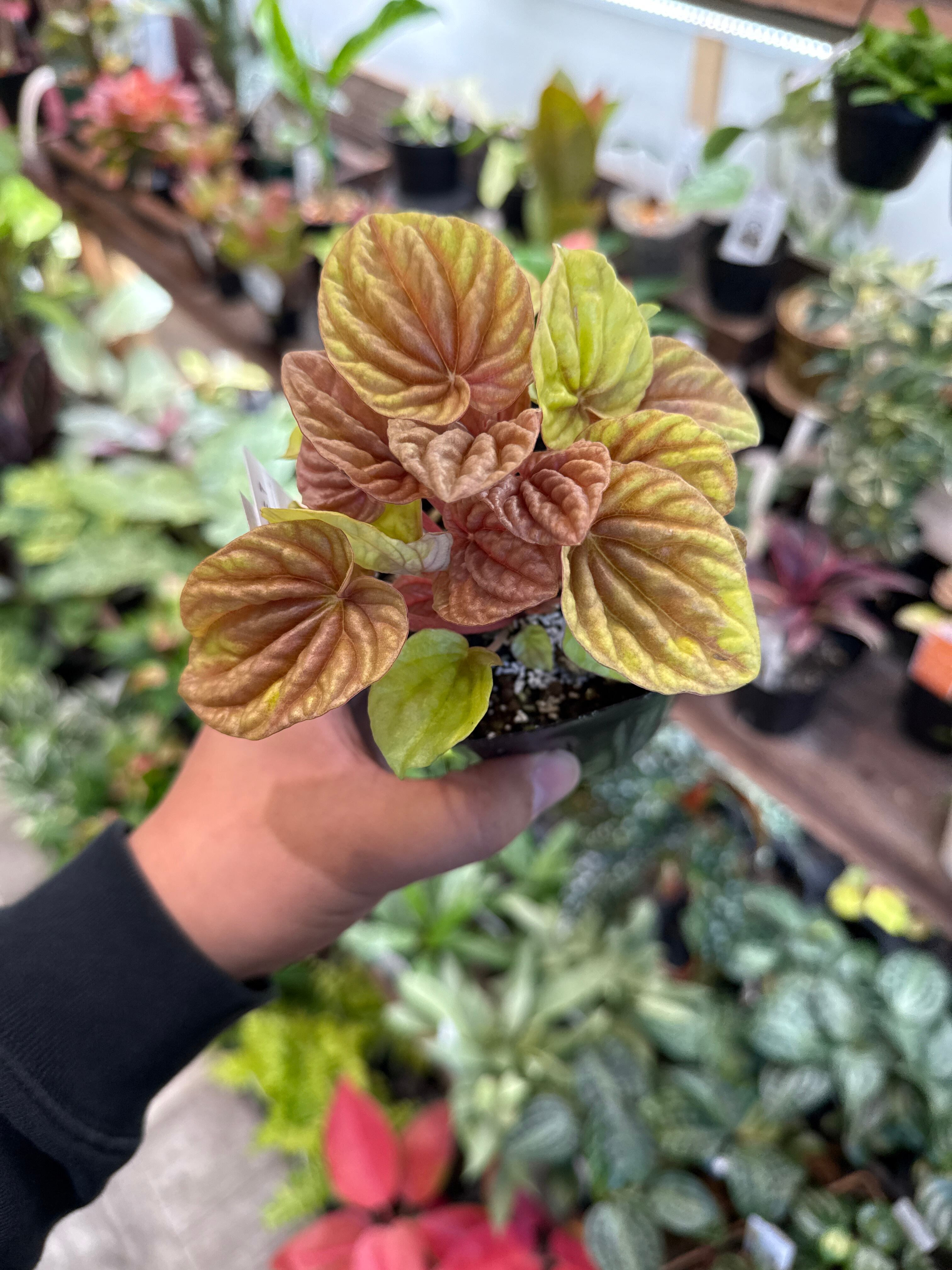 観葉植物　150株以上まとめ売り 高さ150-180cm | プレミアム光触媒フェイクグリーン 造花ドットコム